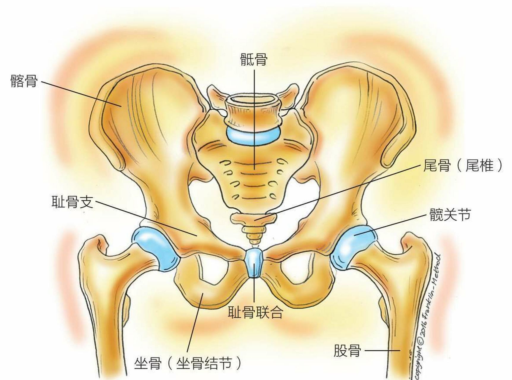 脊柱科可以看骨盆吗女的（脊柱科可以看骨盆吗女的怎么样）《脊柱科可以看骨盆问题吗》