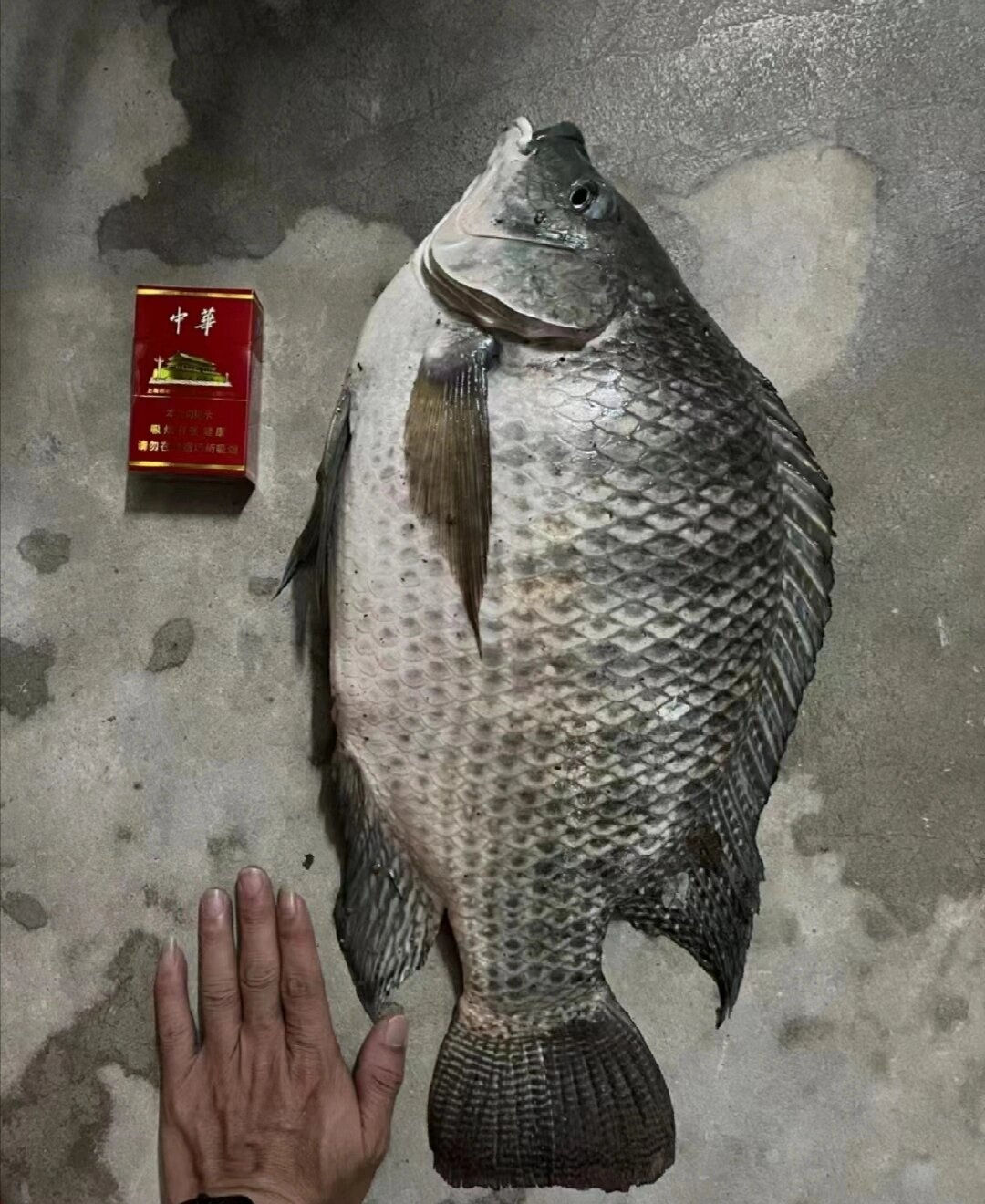 谁能告诉我野钓大罗非技巧?