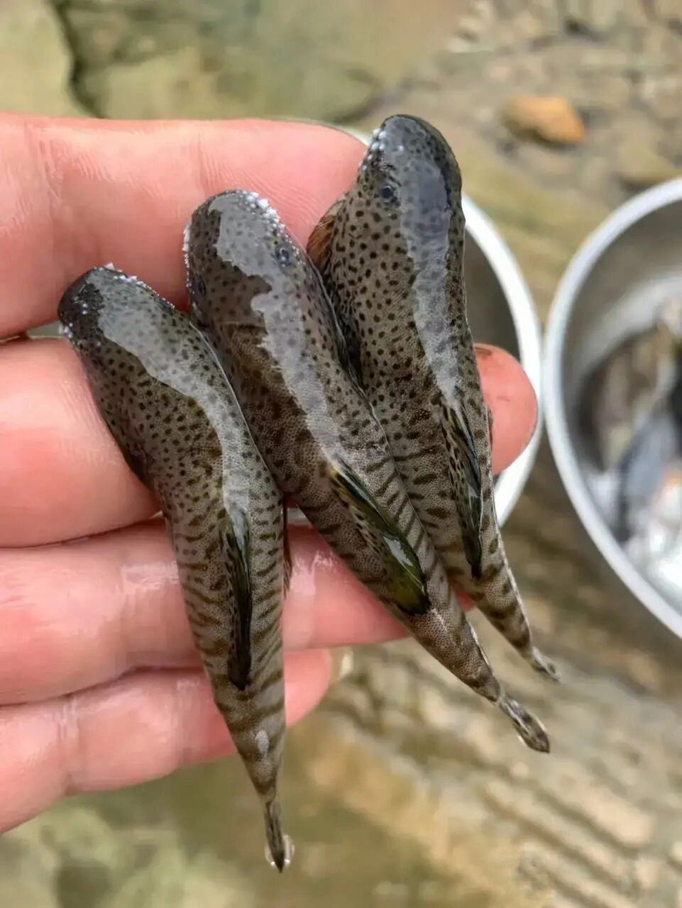 石巴子鱼.哈巴鱼.石斑鱼.黄尾鱼……现在都是农村稀有鱼干了