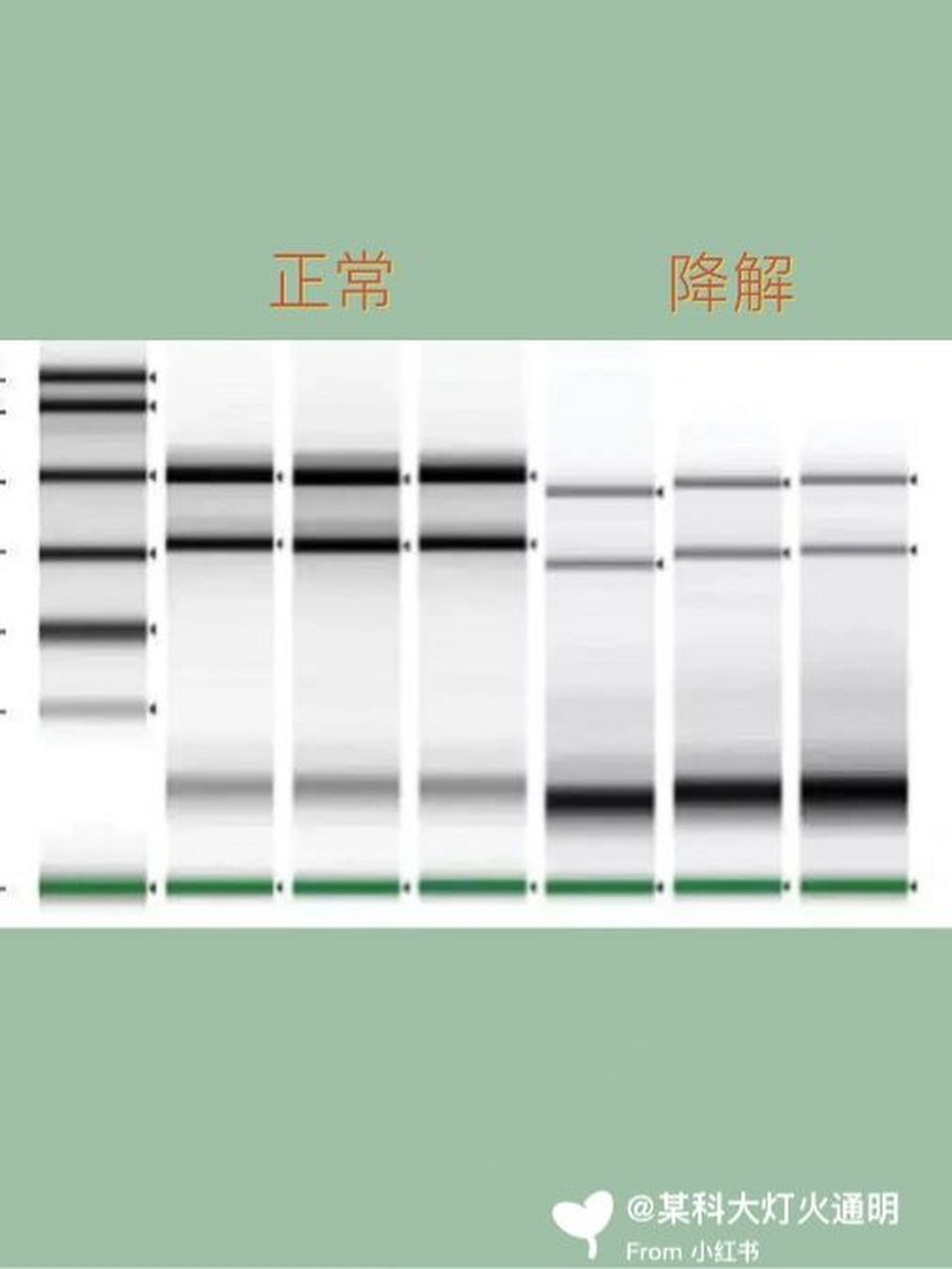 rna降解电泳图图片