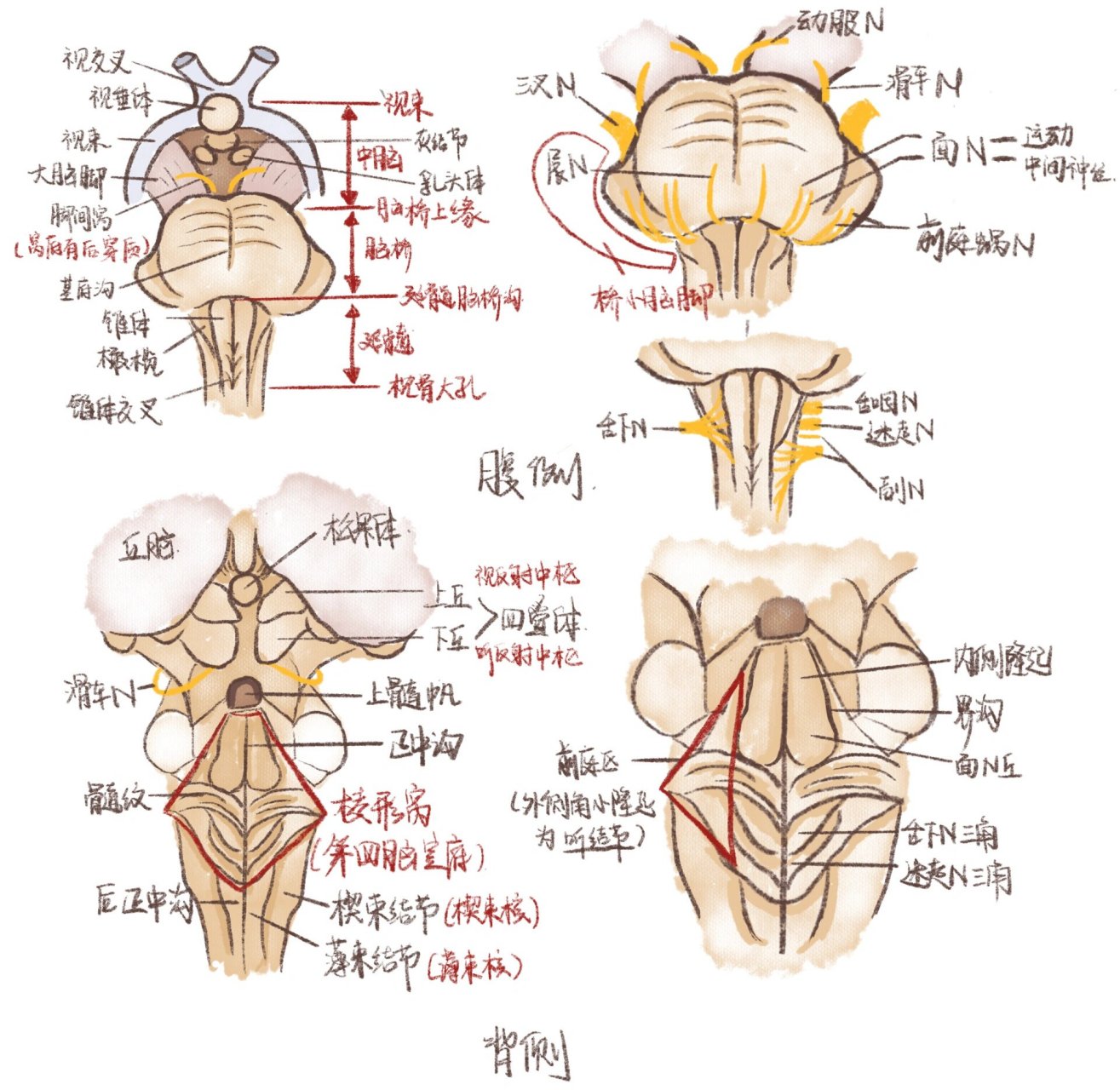 脑干背面观手绘图图片