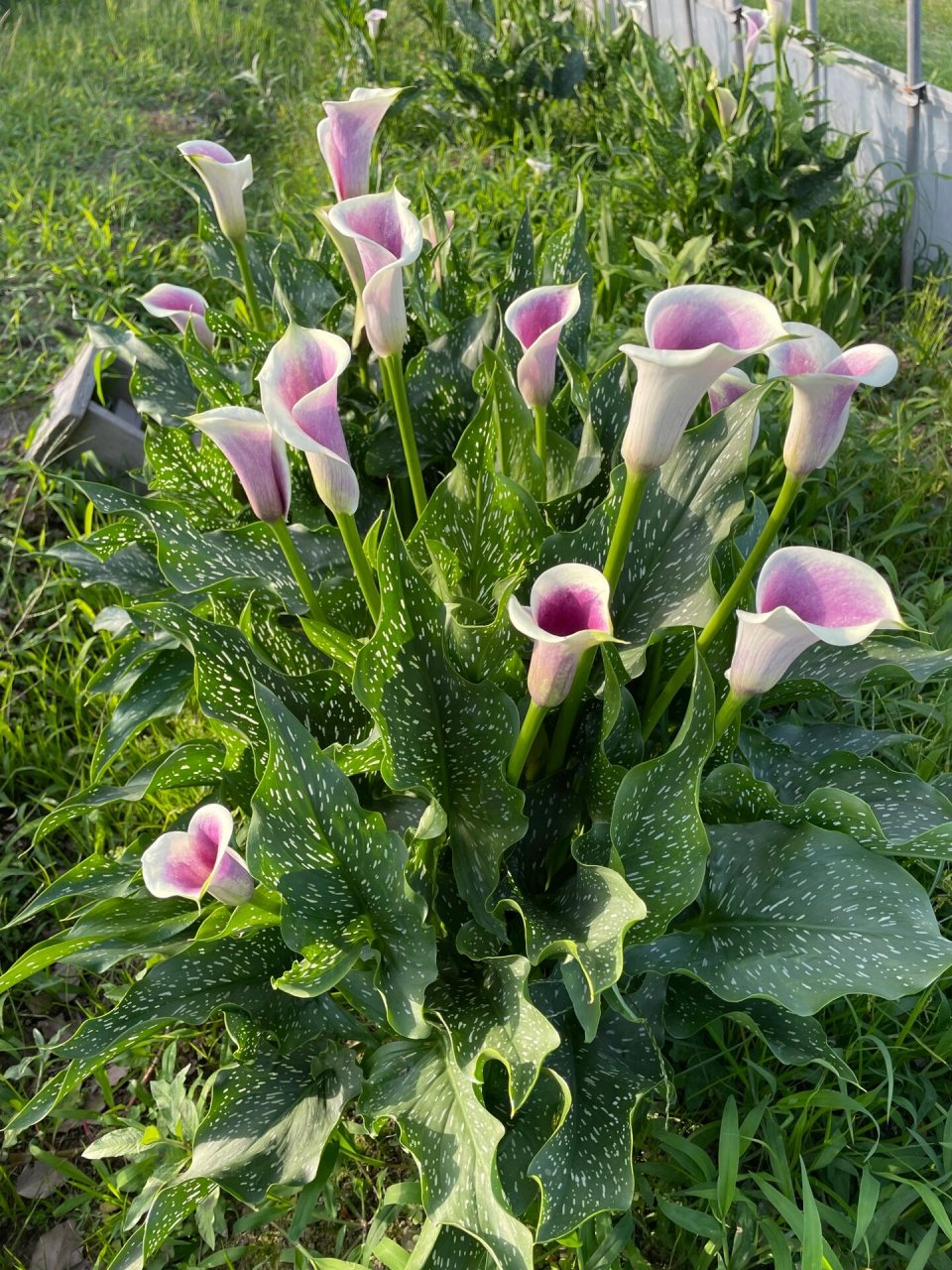 马蹄莲的花期图片