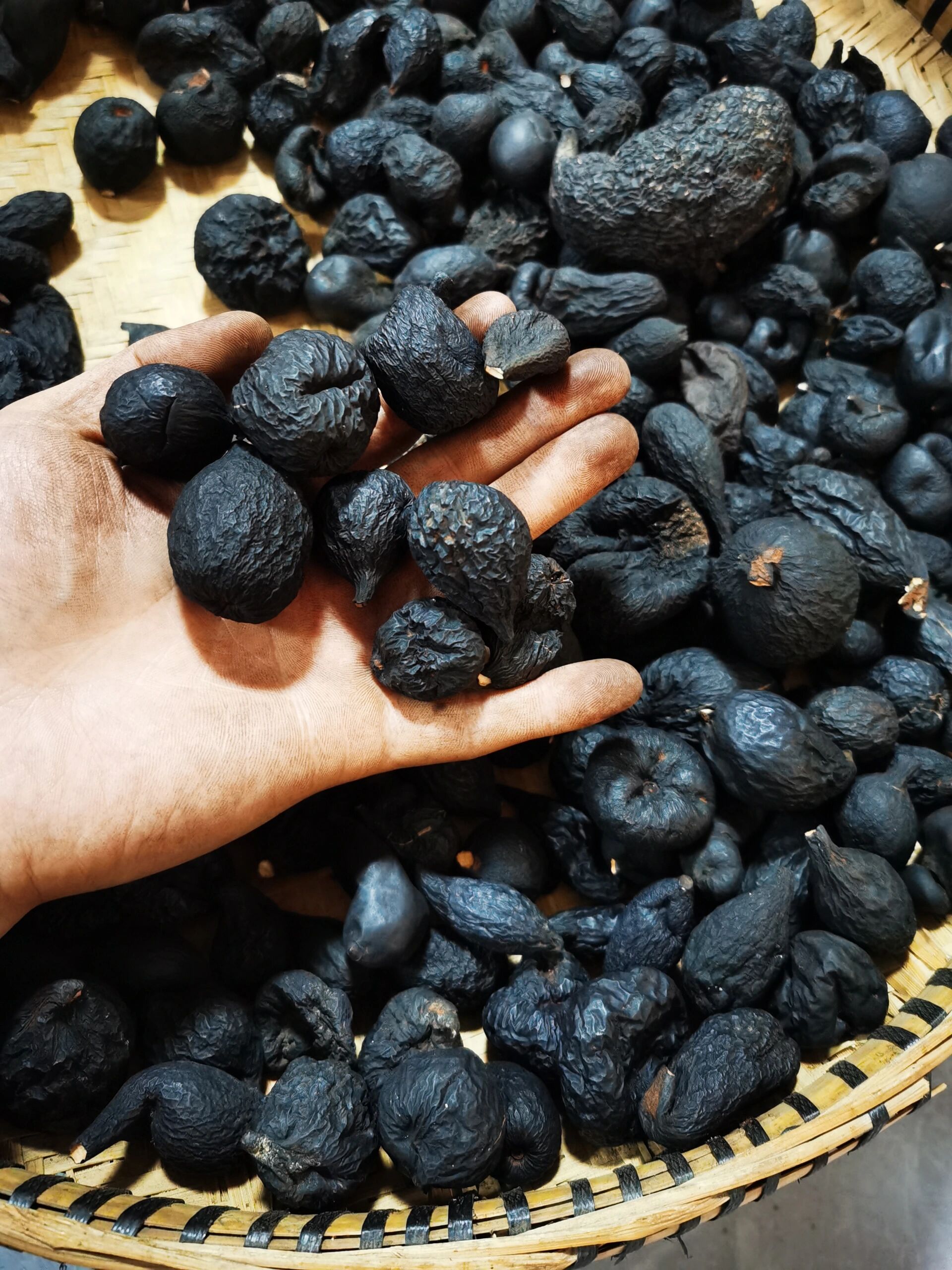 植物黑柄炭角菌,分布于我国江苏,浙江,江西,台湾,广东,四川,云南等地.