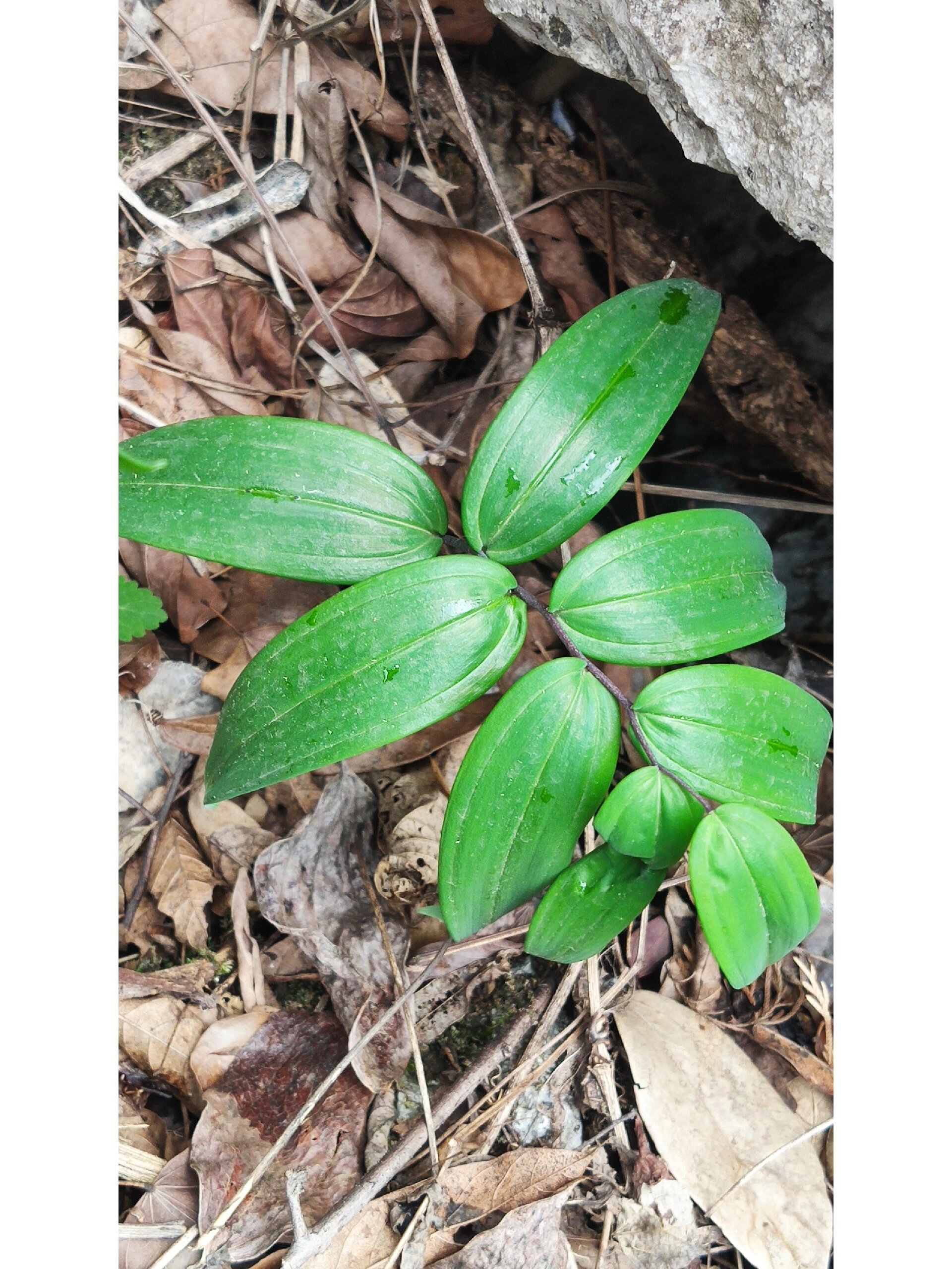玉竹 学名:玉竹. 天门冬科,黄精属. 耐寒,忌强光直射,多年生阴生草本.
