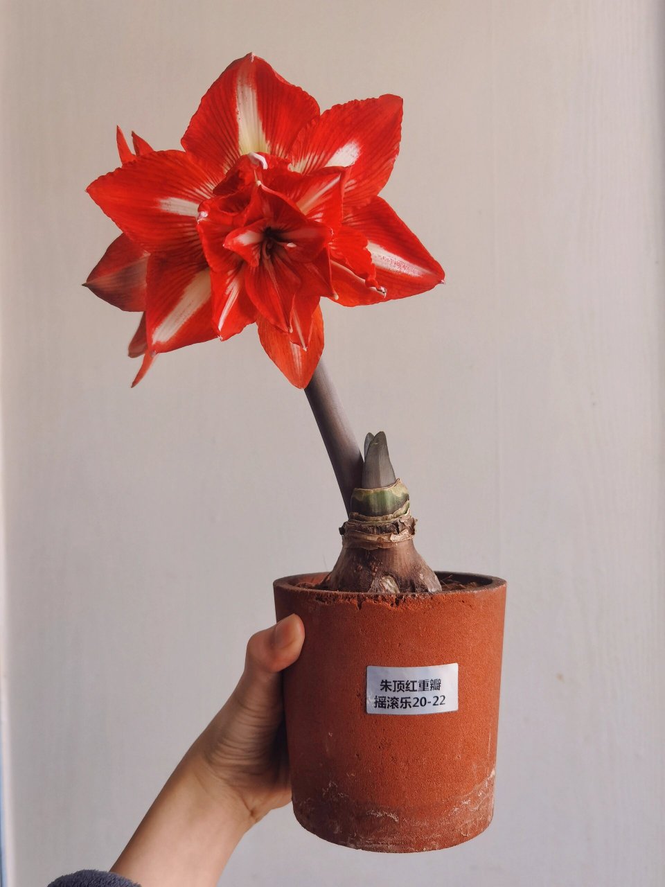 重瓣摇滚乐99这个朱顶红蛮好看 球很小一个就开花了 小小一个还蛮