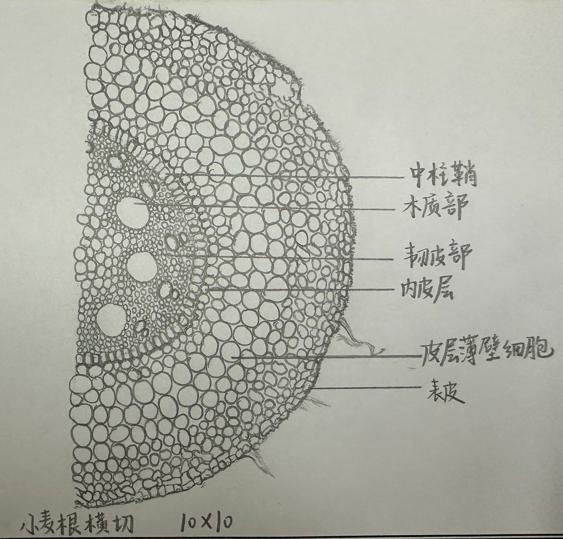 小麦茎横切图结构名称图片