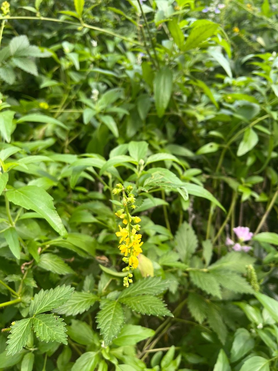 09.16龙芽草 龙芽草(学名:agrimonia pilosa ldb.