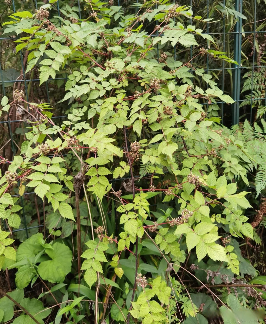 红藨刺藤根皮含鞣质,可浸提栲胶;果供食用
