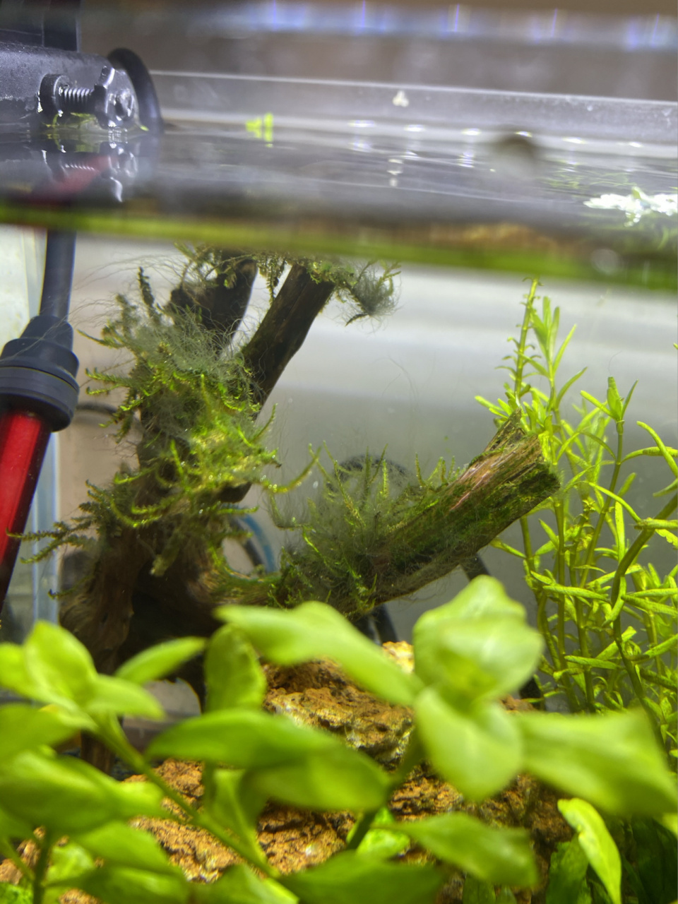 鱼缸里开始放了一条金苔鼠,又刚买了两条一线飞狐试一试.