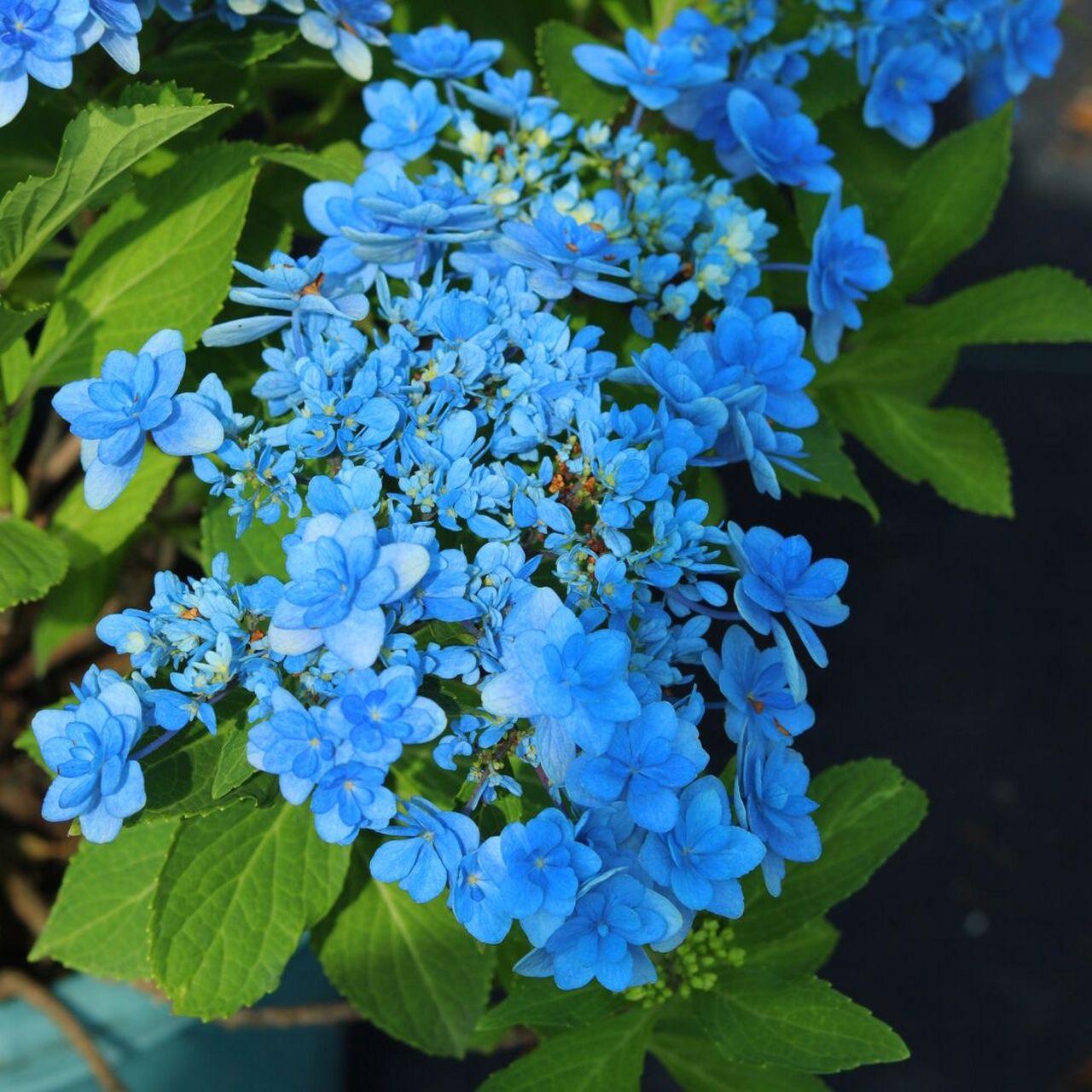 见过能调这么纯粹蓝的绣球嘛～ 佳澄属于大花绣球中非常经典的一个