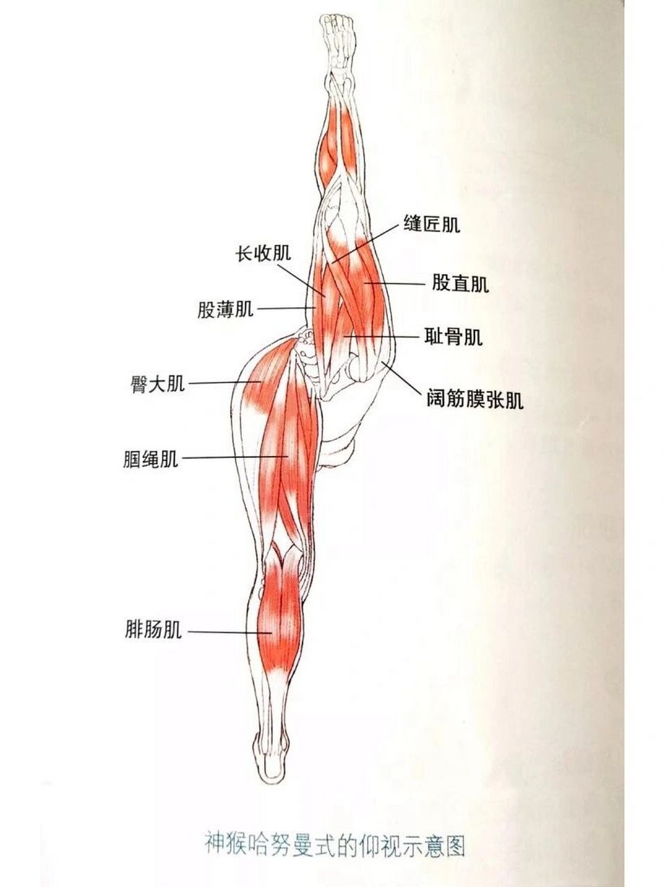 大腿内侧肌肉按压疼痛图片