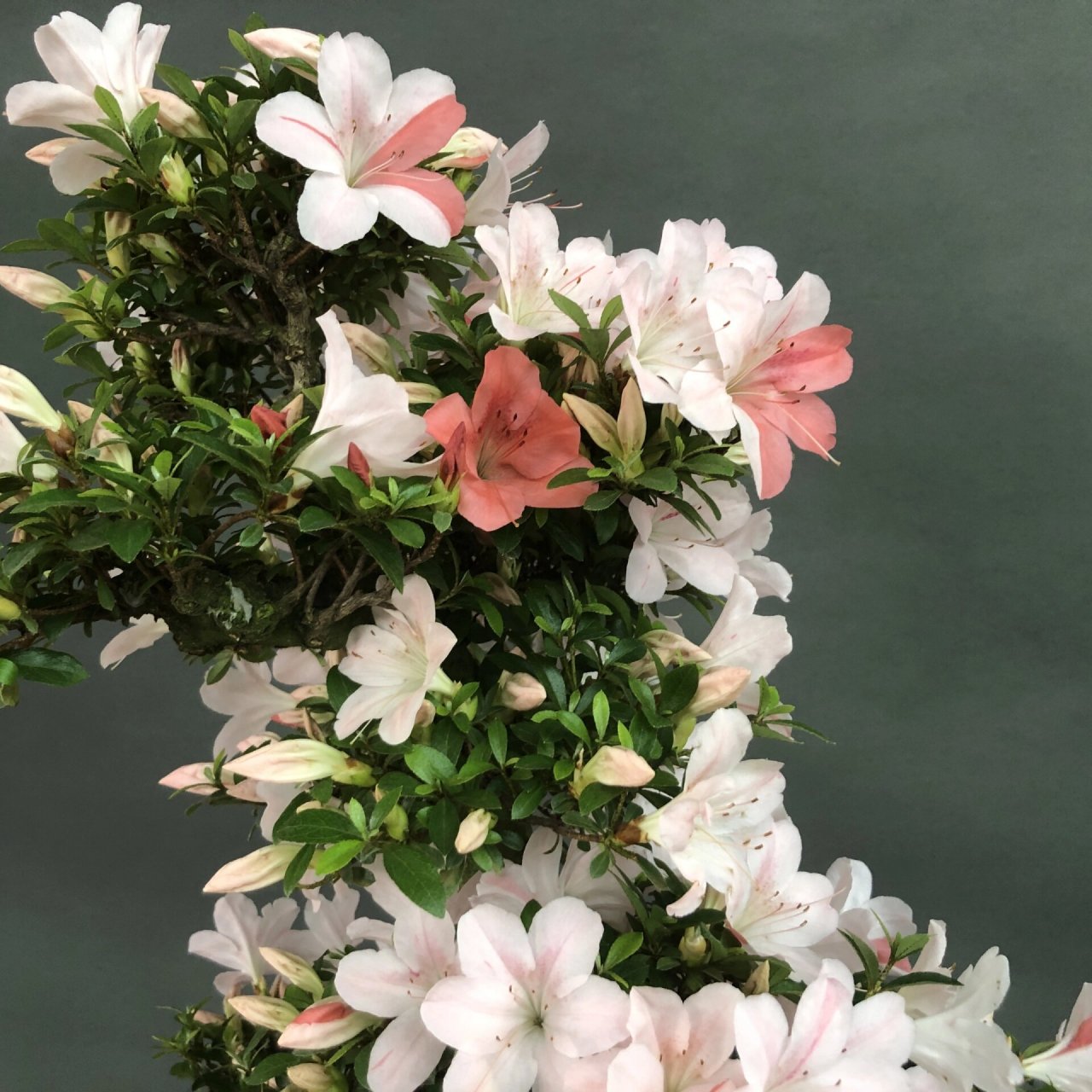 皋月杜鹃～日光 #植物# #花草# #皋月杜鹃# #盆景# #盆栽