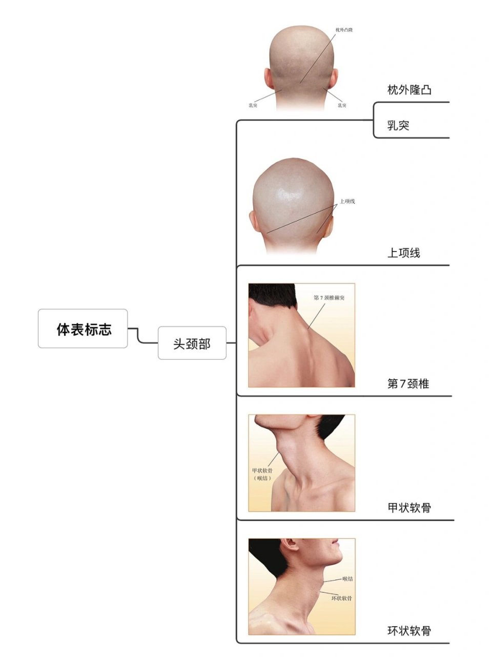 人体体表解剖全真图解/颈部体表标志 97枕外凸隆 枕鳞中央的骨性