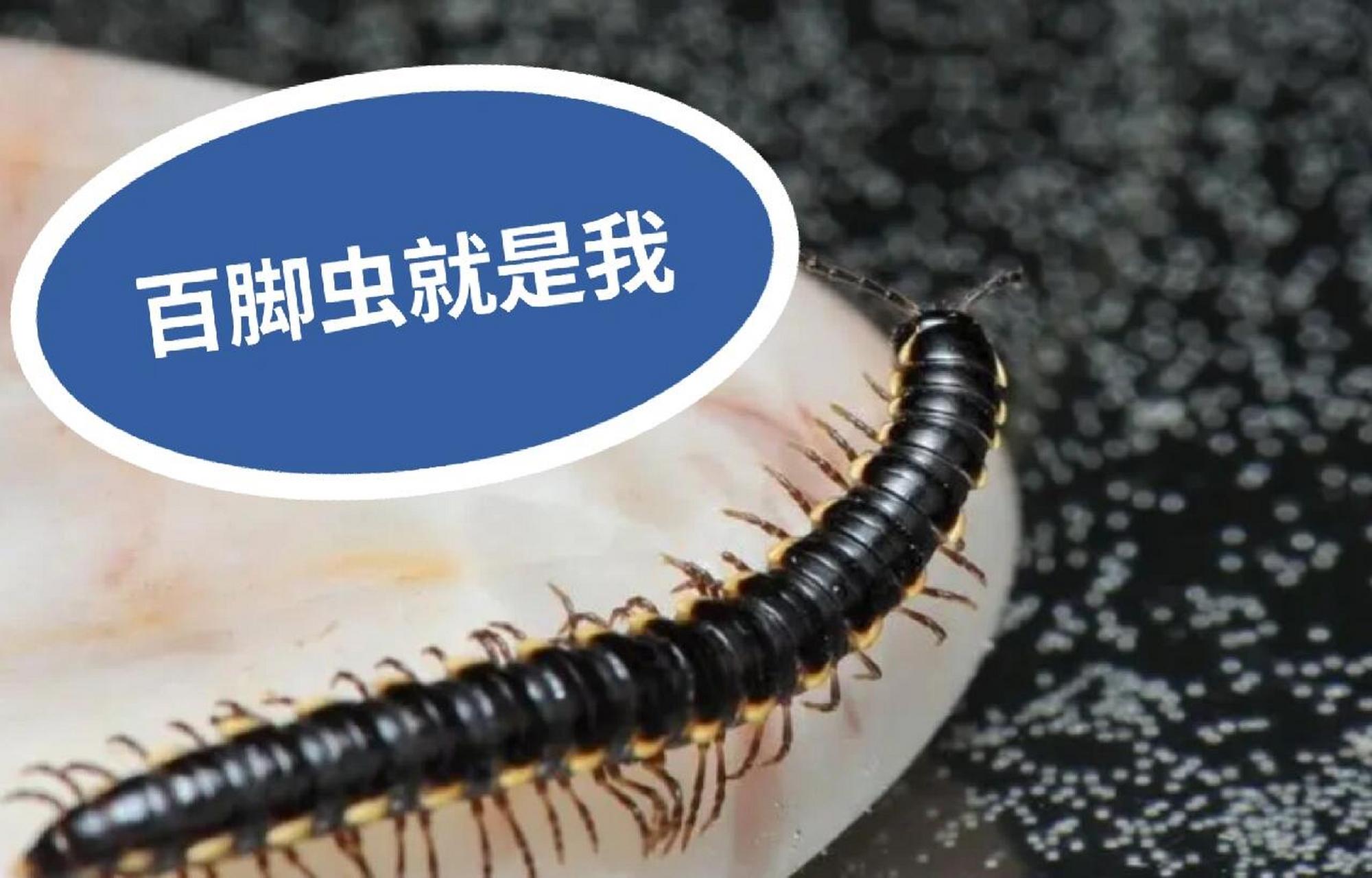 它们在家里的存在,对人或多或少还 是有危害的,所以家里发现百脚虫后