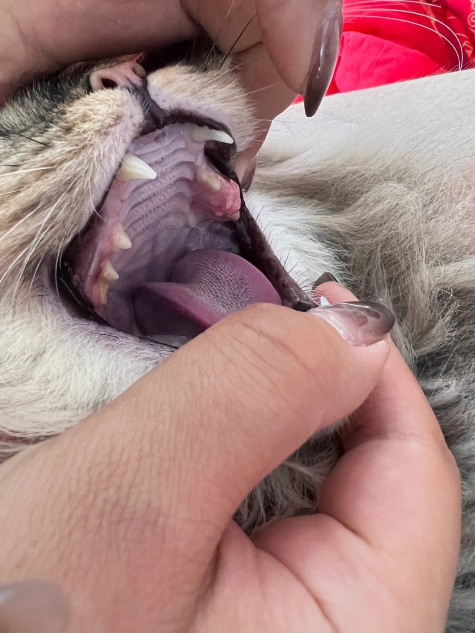 猫咪牙龈肿包 家人们 偶然发现我家猫牙龈红肿鼓包 但是猫咪脾气暴躁