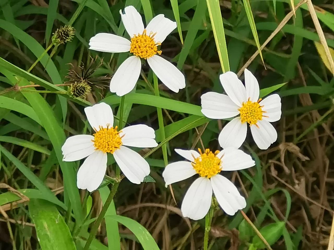 从去年十一月至今,路边的这种草始终开着小白花