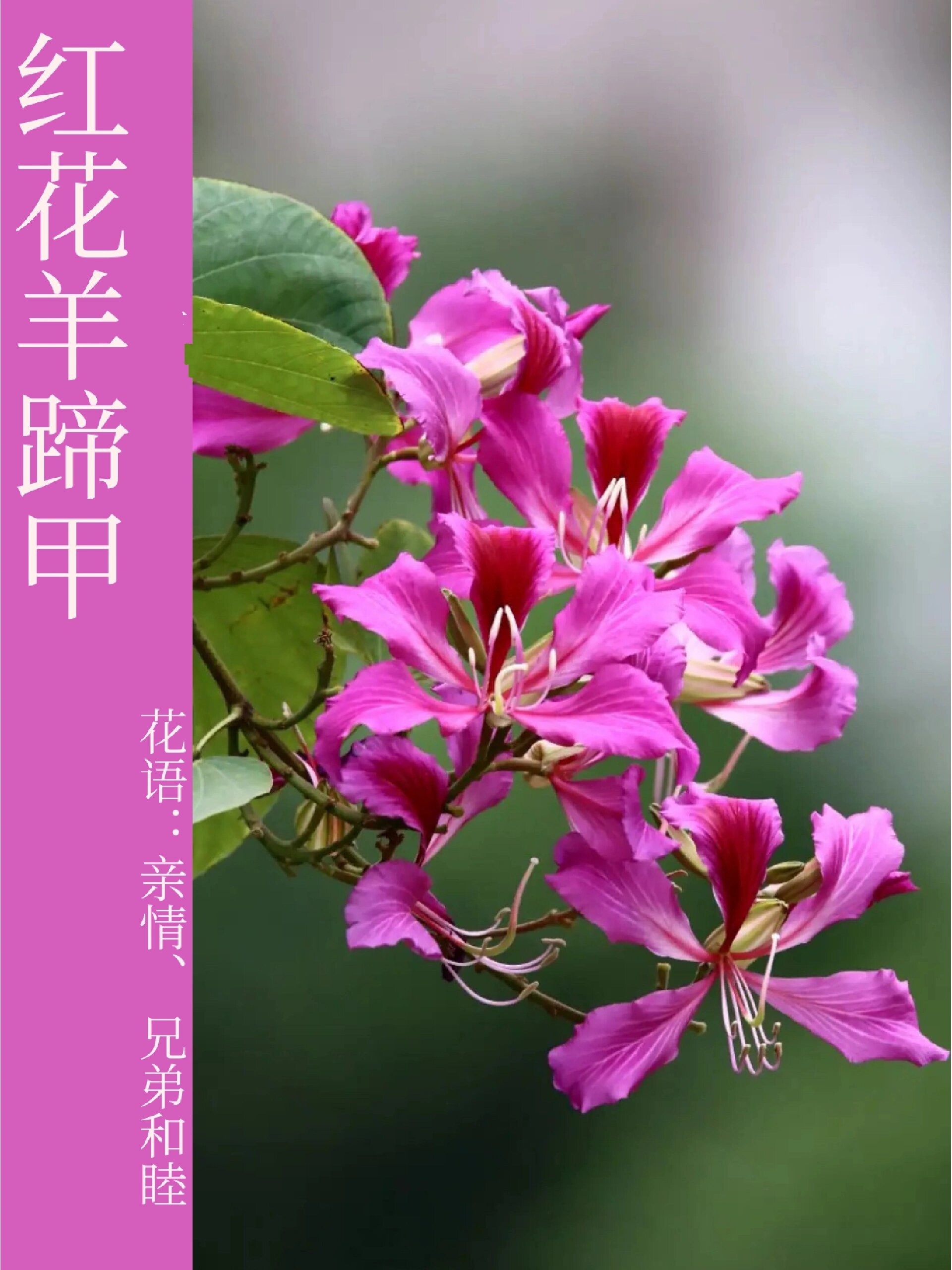 每天带你认识一种花|红花羊蹄甲