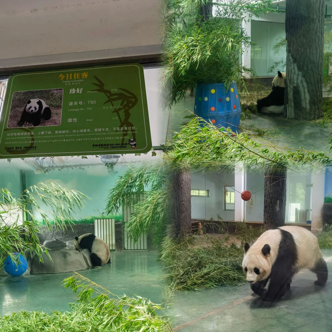 中国竹子博览园(安吉大熊猫馆) 竹博园是国家"aaaa"级旅游景区,占地
