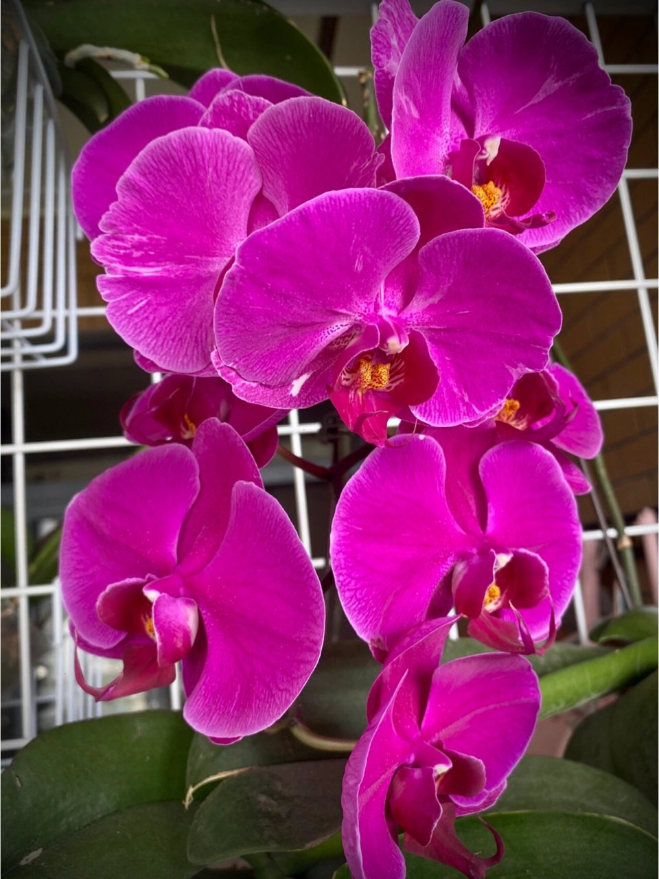 蝴蝶兰初花—天山美人vs火凤凰 天山美人返祖了. 但是有破烂边 还有三