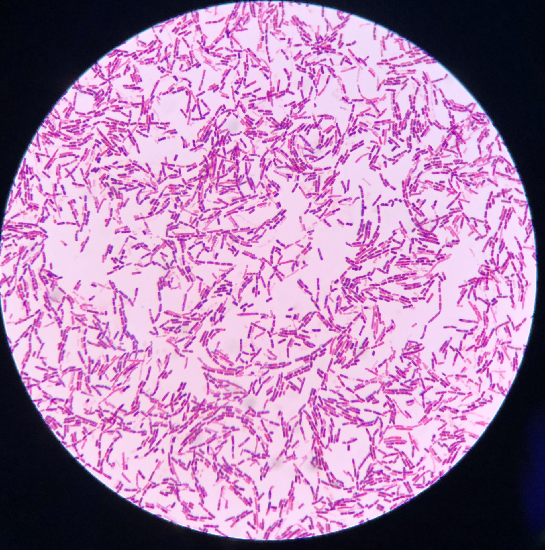 枯草芽孢杆菌(密恐慎入