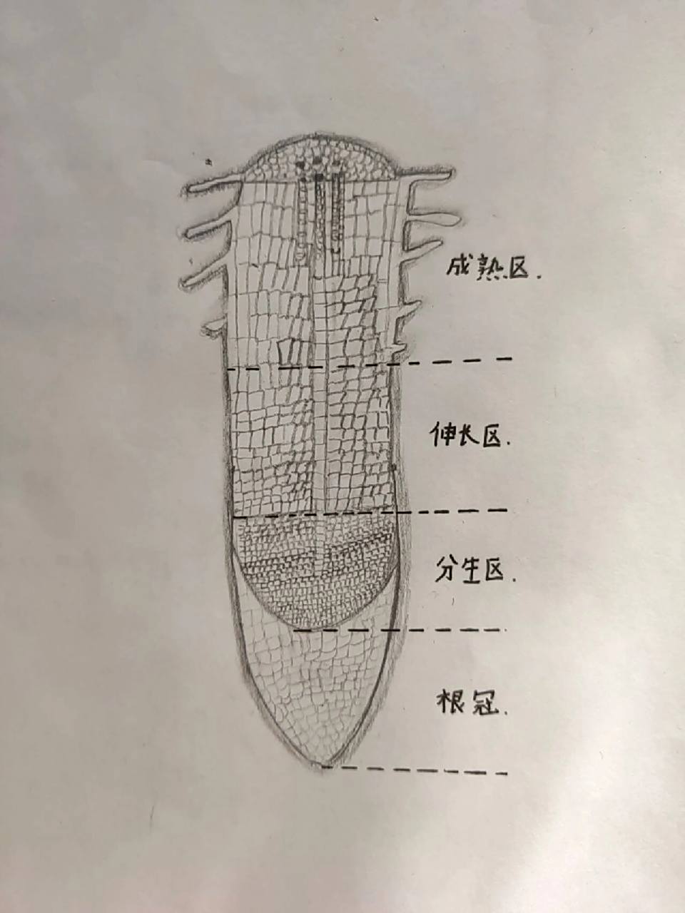 绘制——根尖示意图 优秀