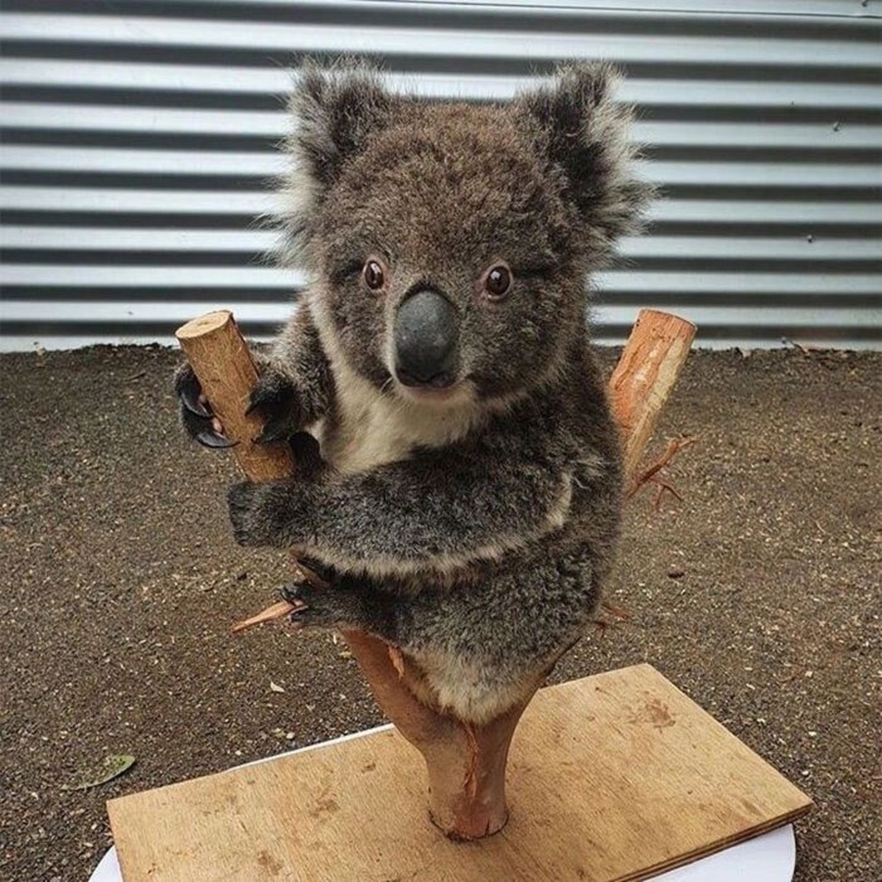 可爱的肥宅国宝——考拉  又叫 ,世界最可爱动物排行榜第15名.