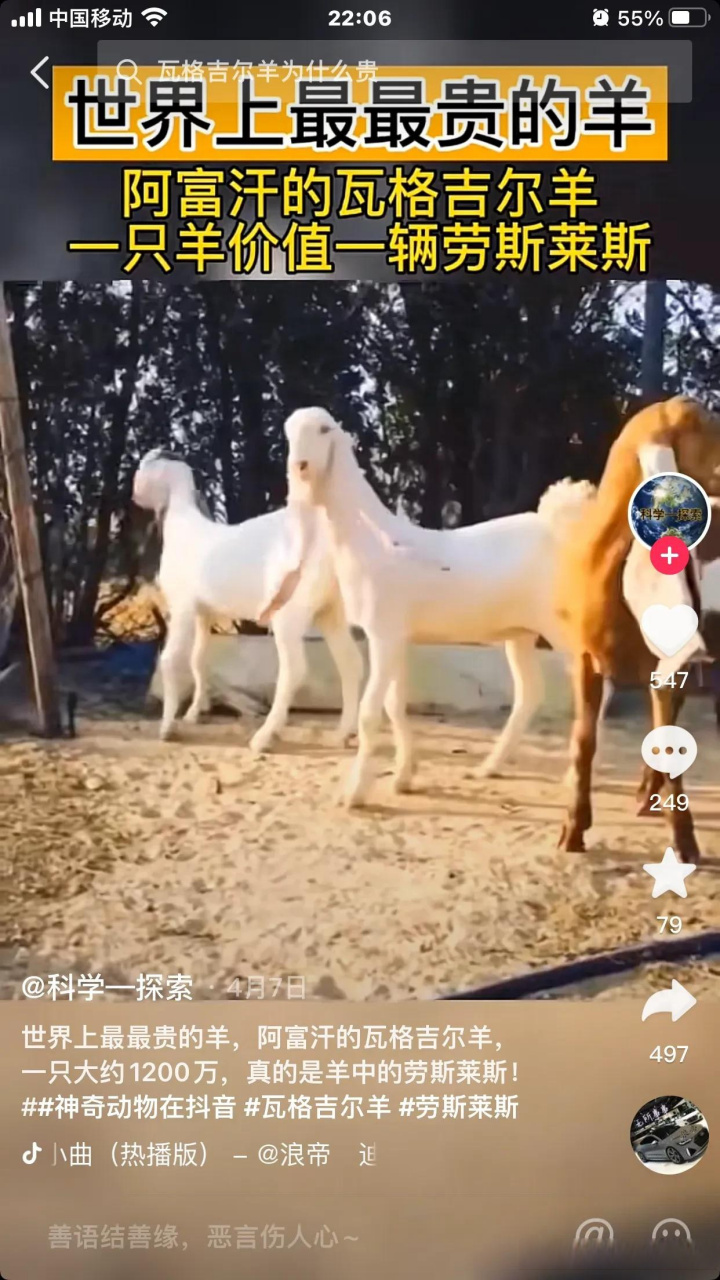 世界上最贵的羊   瓦格吉尔 羊价格超过1600万元一只  刀郎羊 网上