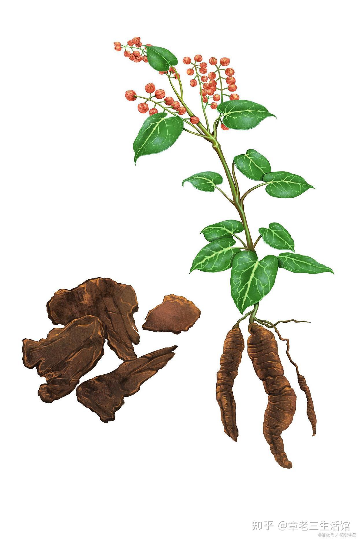 长了很多白发吃何首乌真的能黑发吗何首乌还有什么用