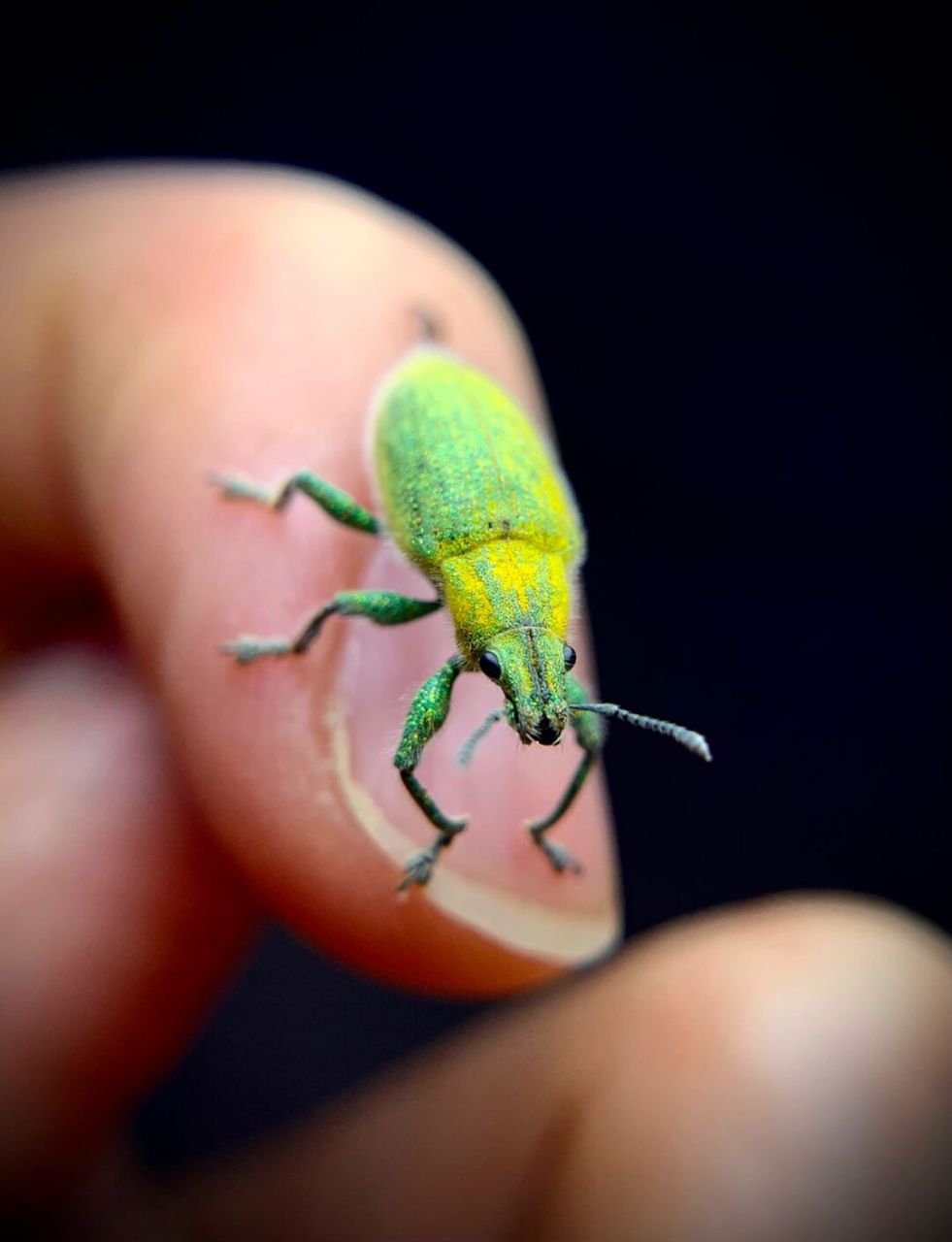 绿鳞象甲,身上像贴了金粉,闪闪的[害羞]#昆虫# #甲虫##大象# #象甲