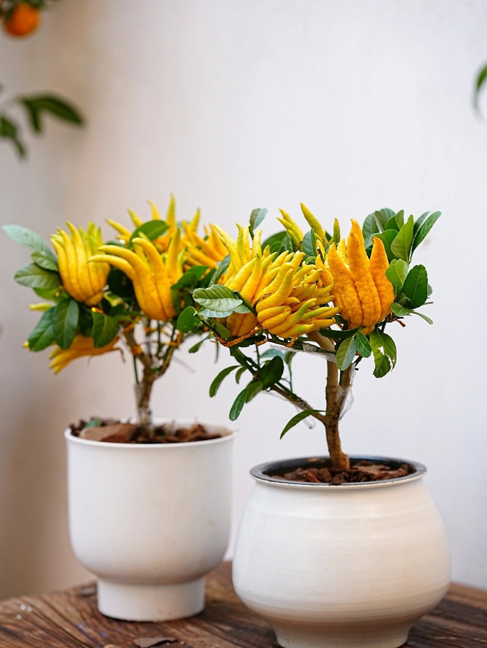 上海花店|冬日居家好伴侣小佛手盆栽上线啦 佛手:芸香科柑橘属性植物