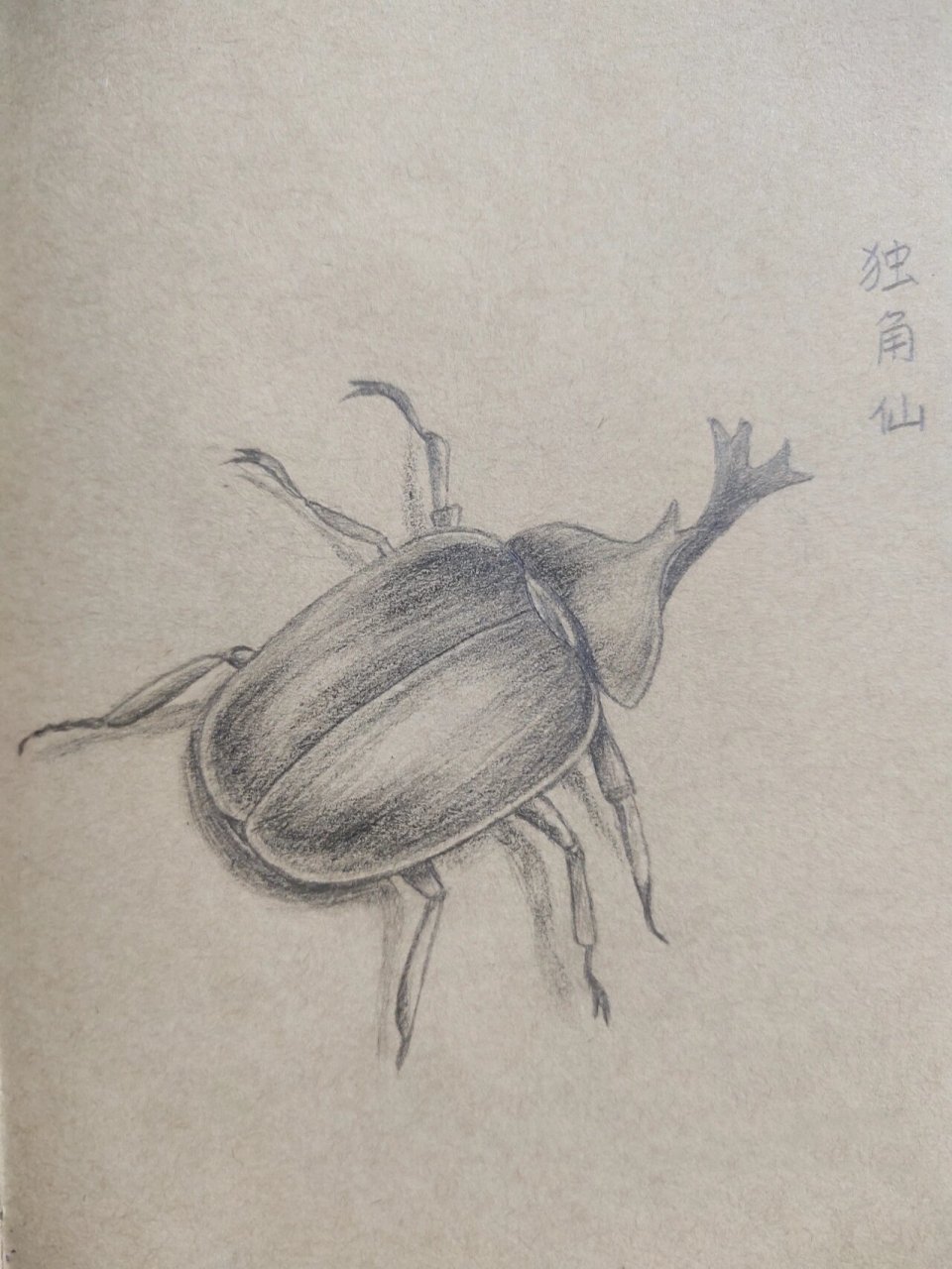 素描    独角仙 很久没更新了,发个库存.