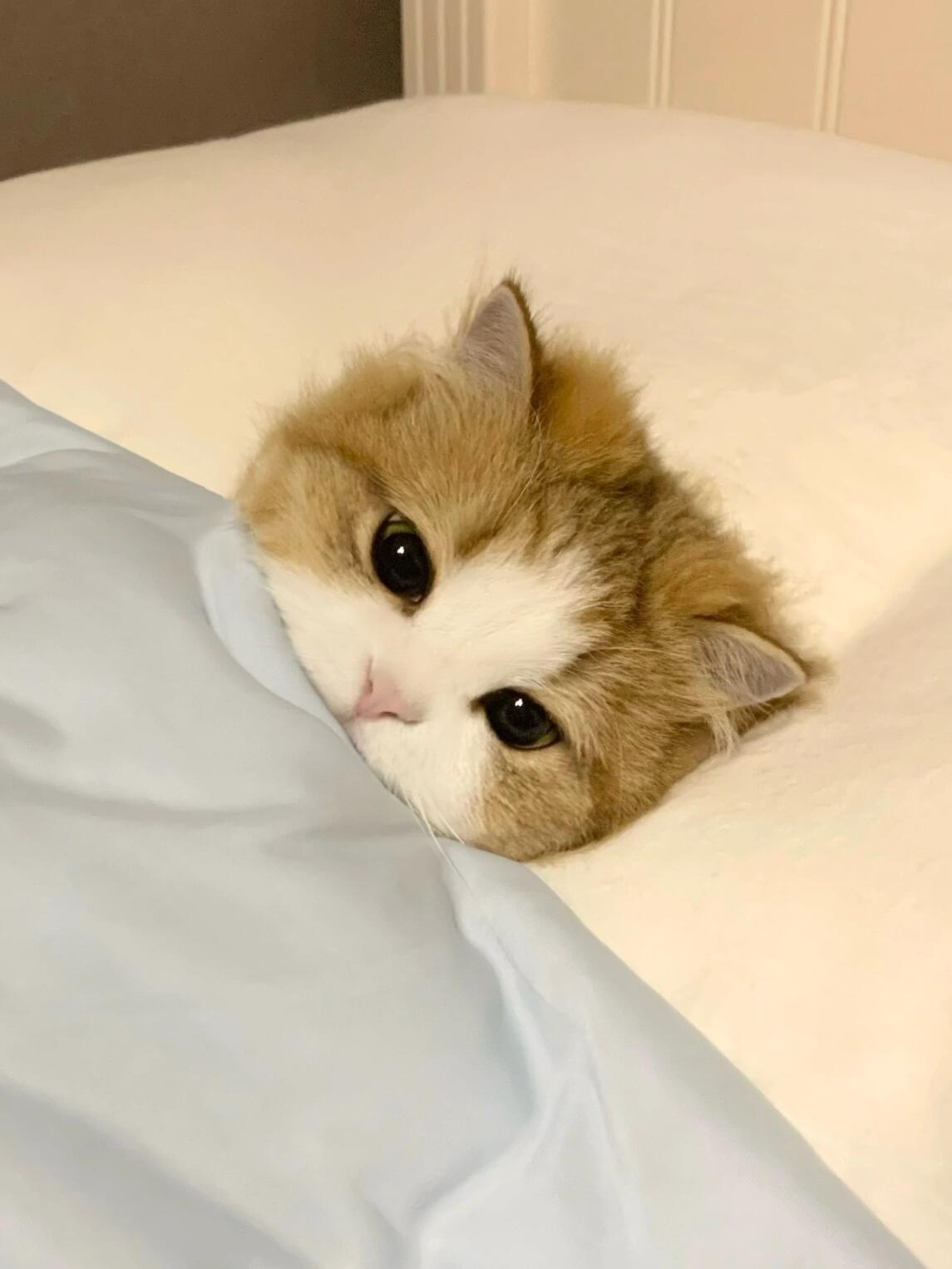 小猫咪睡觉能有多可爱