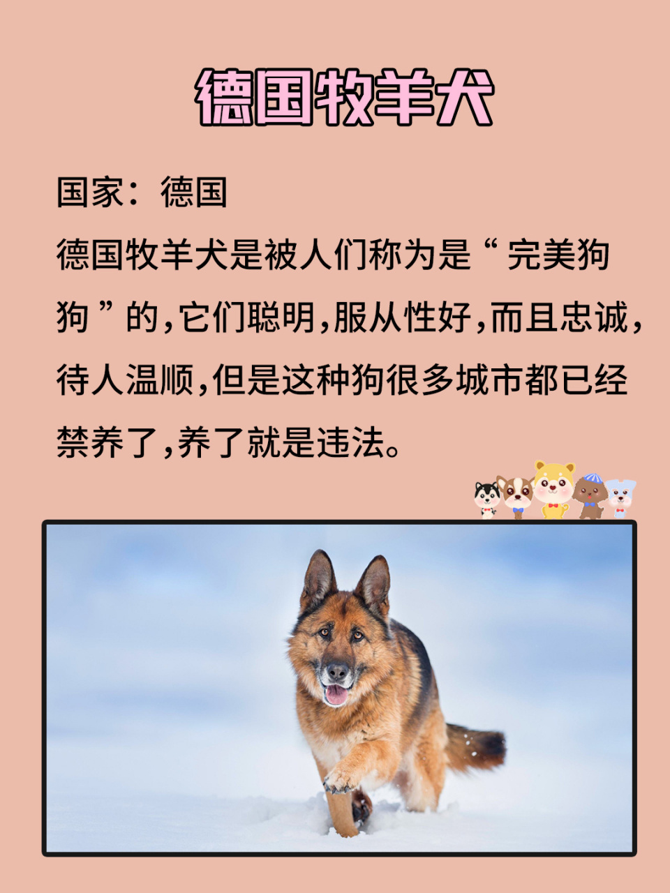07被禁养的66615种狗,你最想拯救哪种71 98藏獒 国家:中国