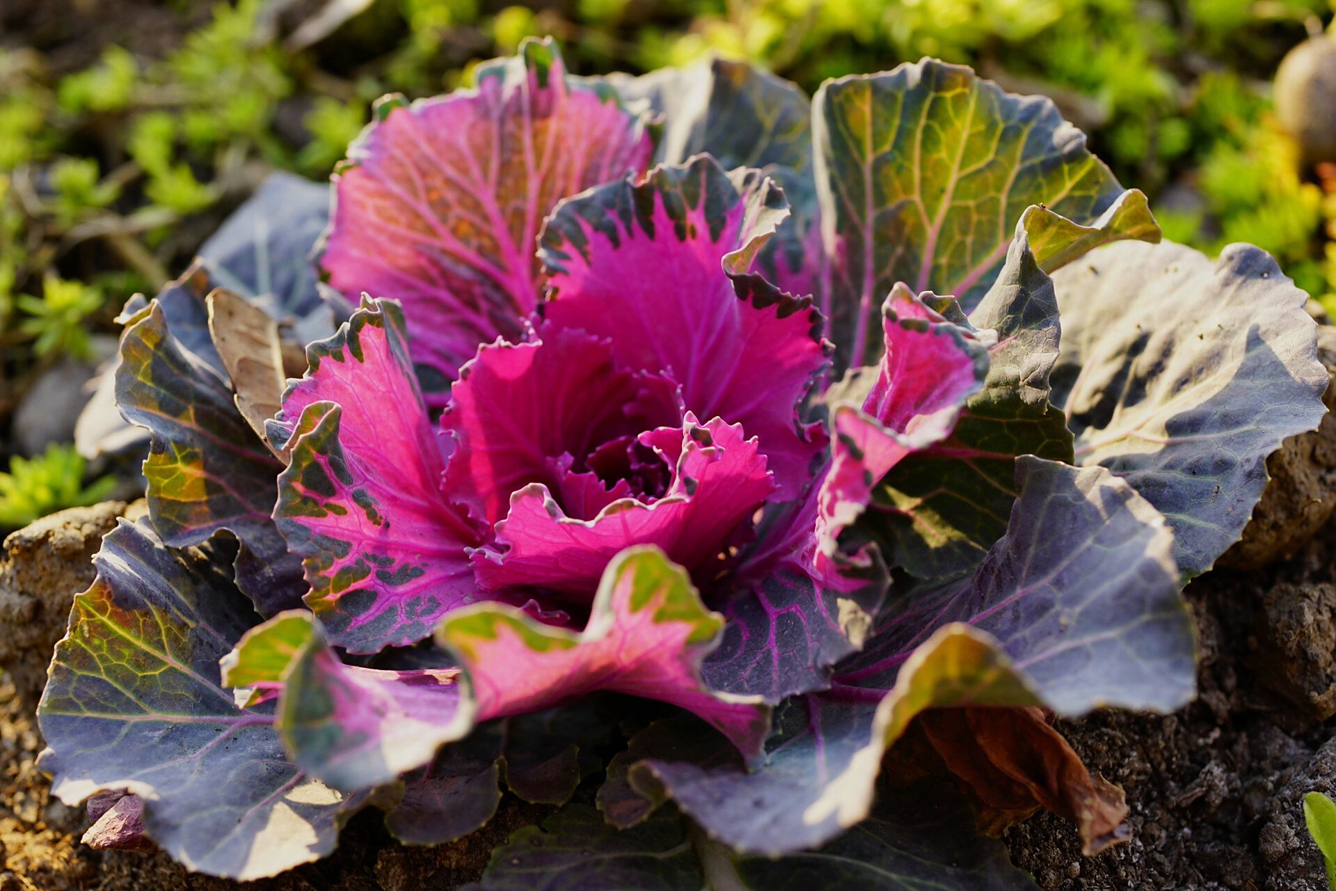 羽衣甘蓝|花叶牡丹 羽衣甘蓝,别名:野牡丹,牡丹菜,十字花科芸苔属二年