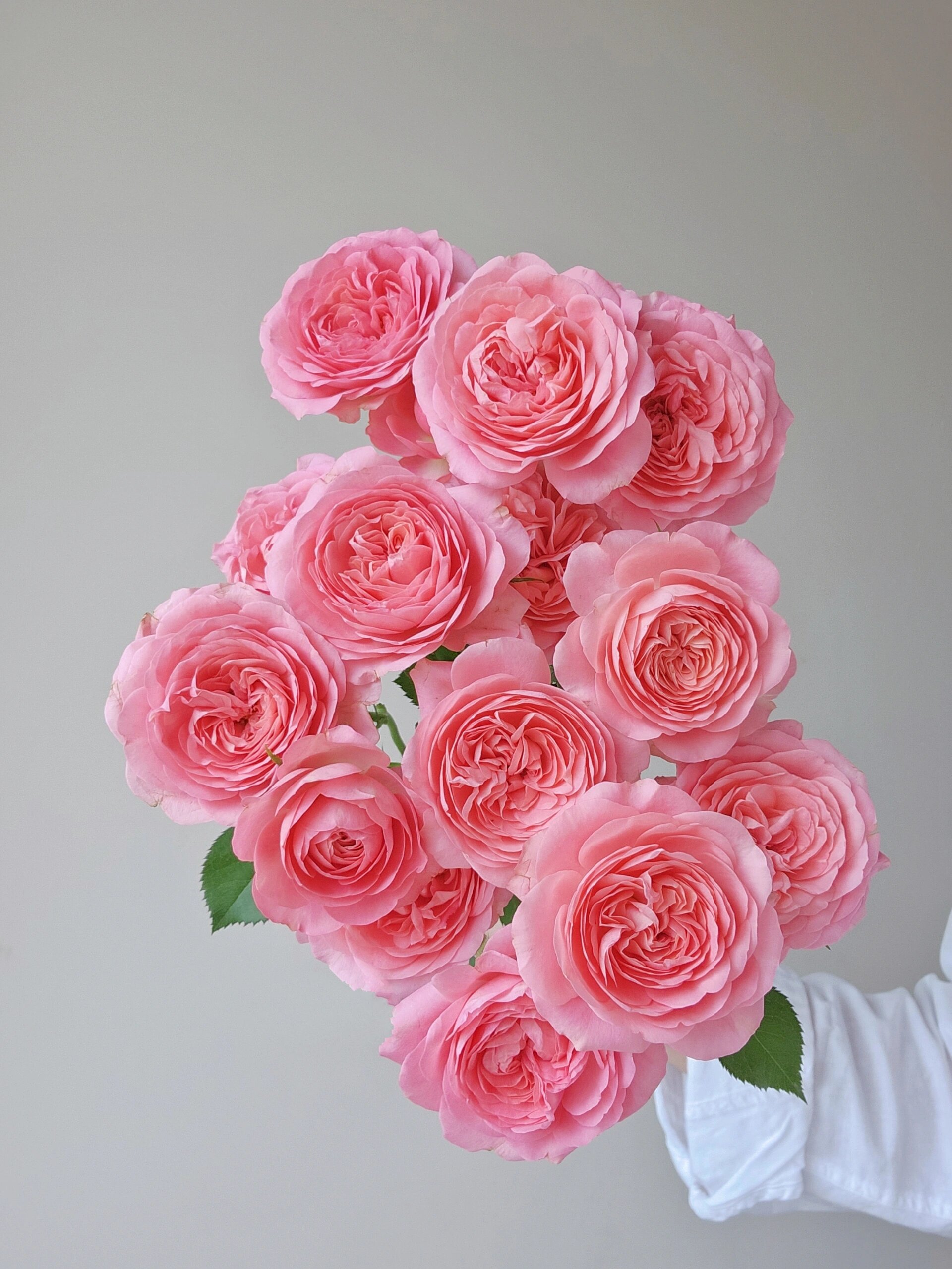 多头玫瑰 胭脂公主/老牛