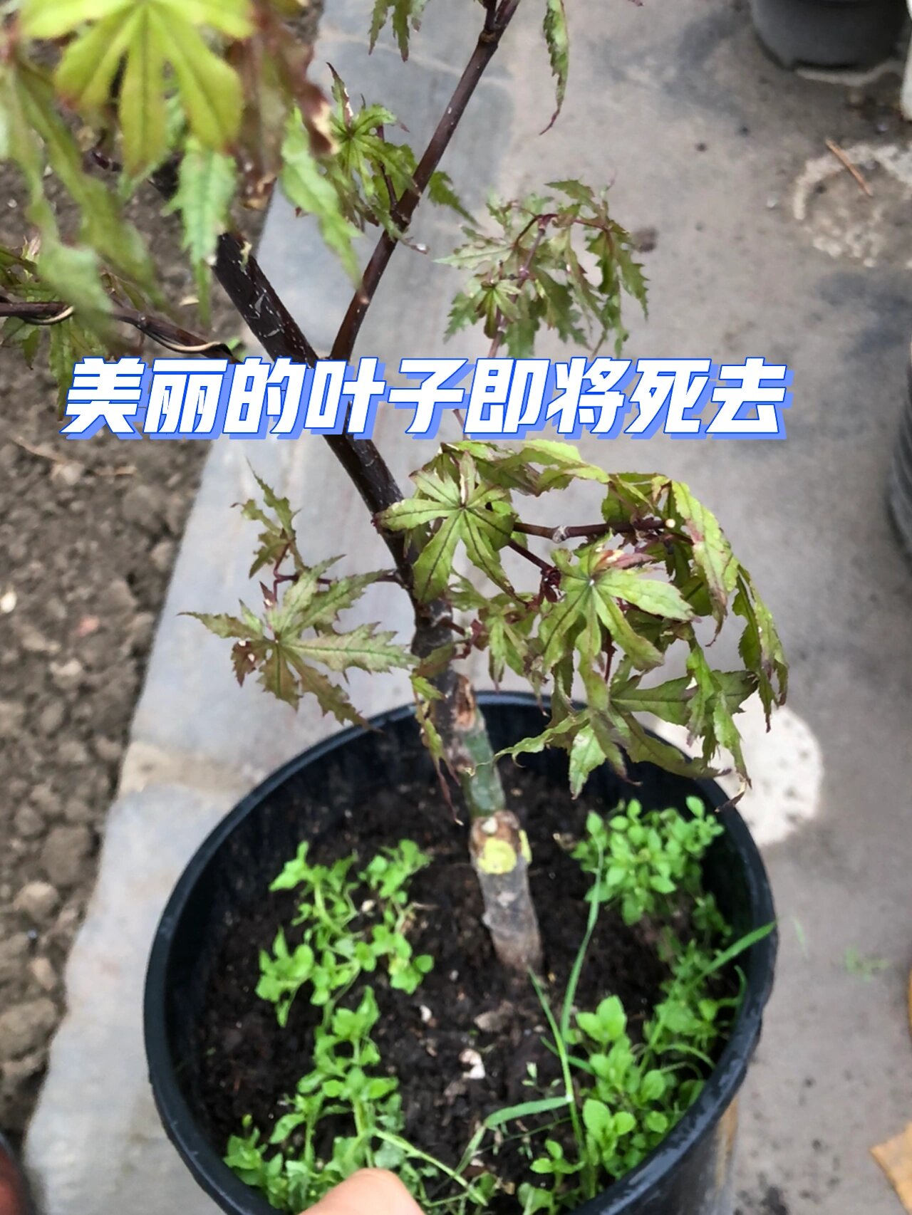 枫树为什么黑杆?