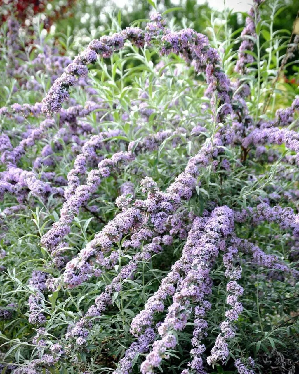 植物大赏|互叶醉鱼草"蝴蝶喷泉" 互叶醉鱼草是产自中国的原种醉鱼草