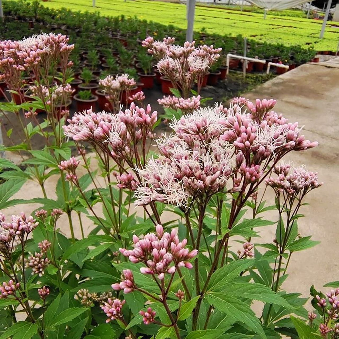 花境植物第22弹——大麻叶泽兰 麻叶泽兰高可达100厘米.