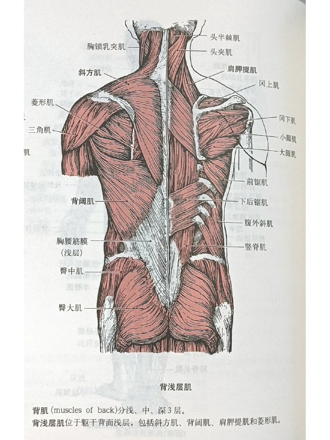解剖-背部肌肉 深层中层浅层