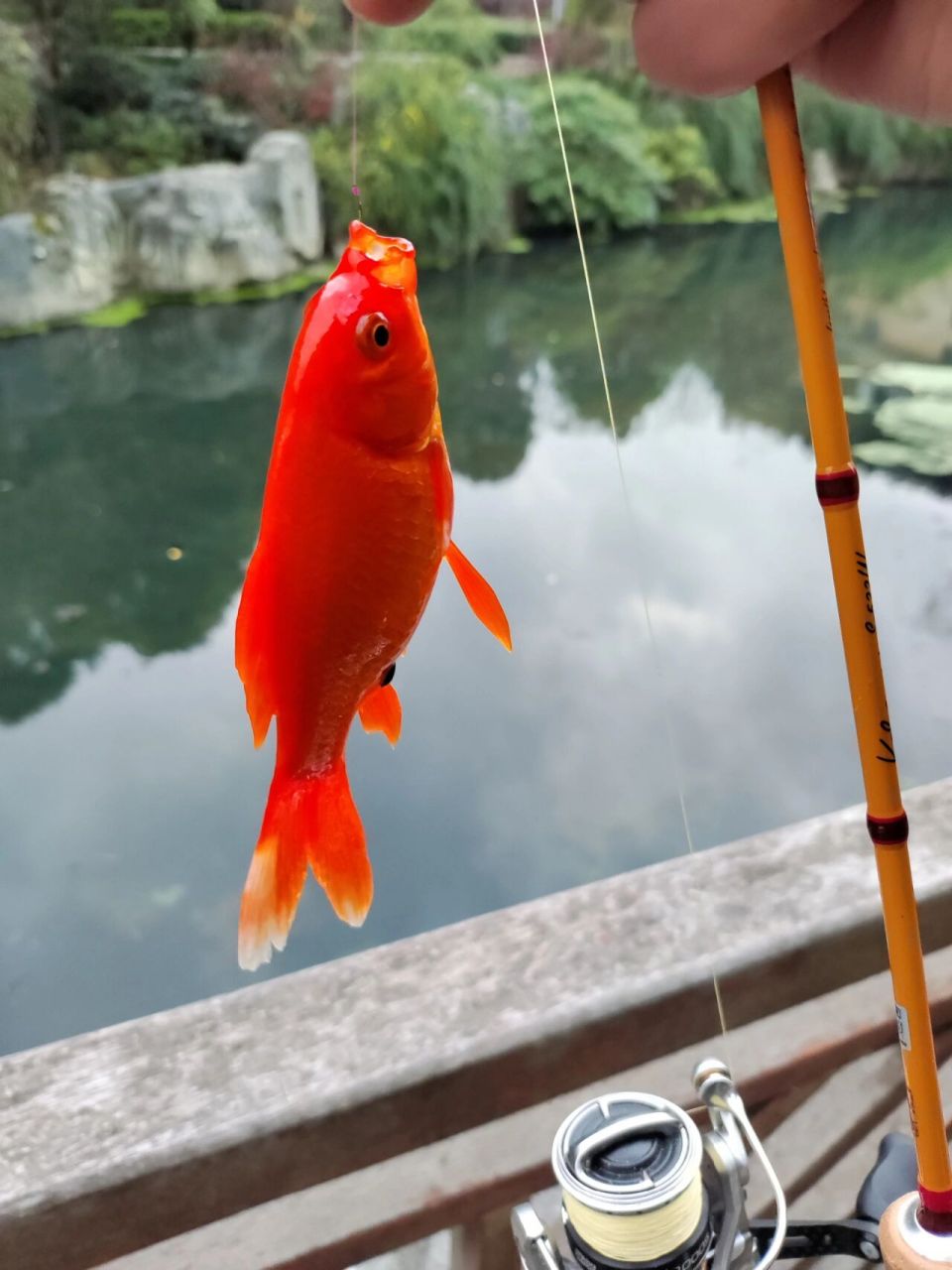 路亚鲫鱼(bushi) 入冬了就在近处钓钓鲫鱼吧,一米五的路亚竿装滑漂真
