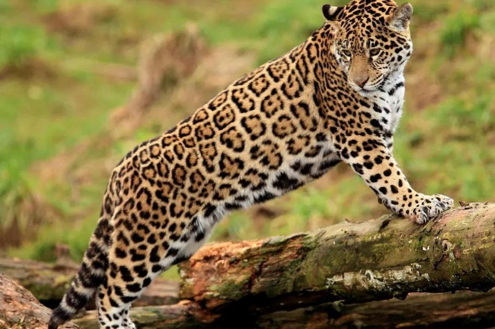 首先,金钱豹的皮毛颜色非常醒目,底色是亮丽的黄色,上面则布满了黑色