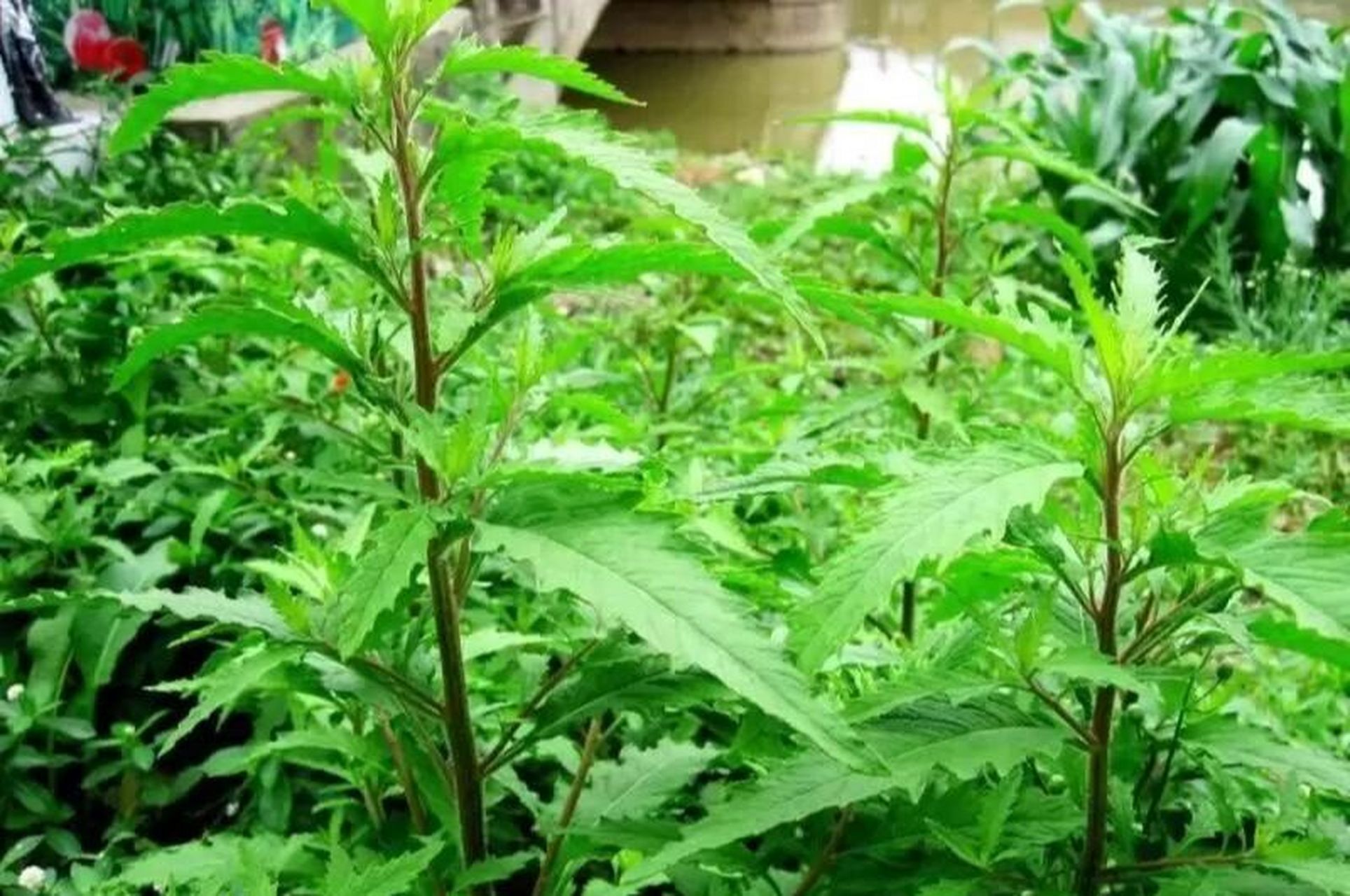 中药小知识——土荆芥 【性味】辛;苦;性微温;大