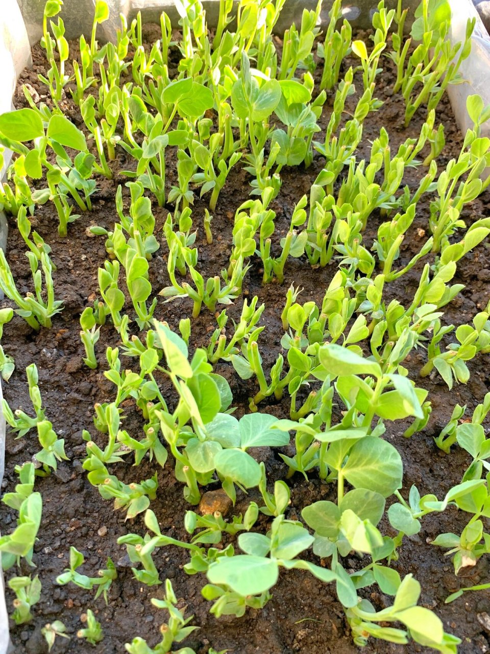 阳台种菜-豌豆苗第二茬97第六天的样子977891 9797芽苗