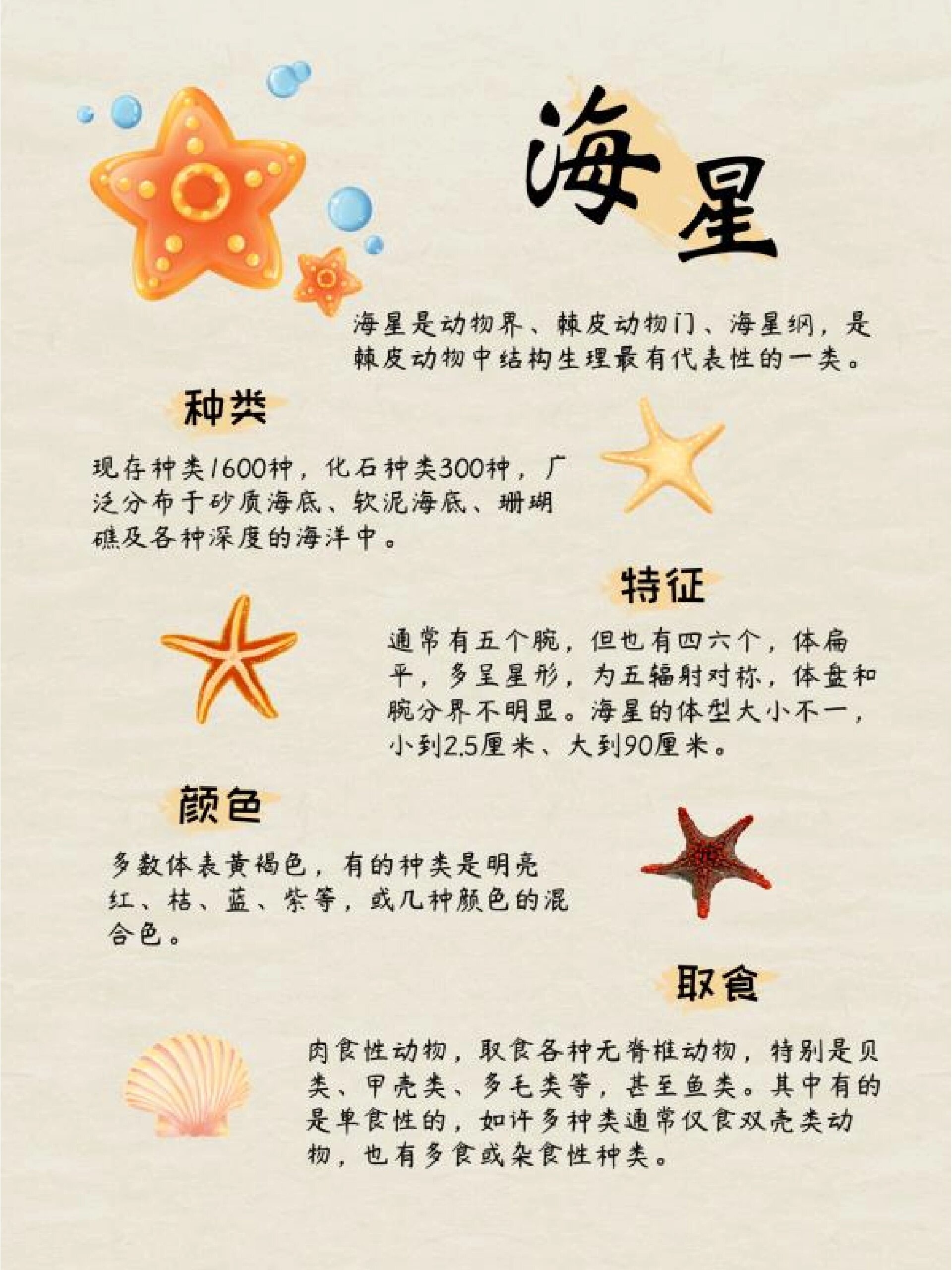 八个爪子的海星图片