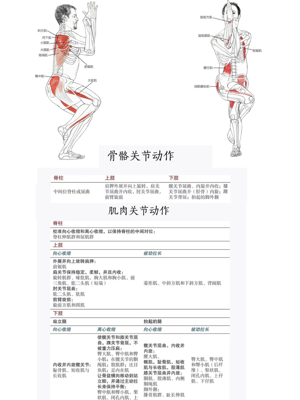 仰卧鸟王式图片