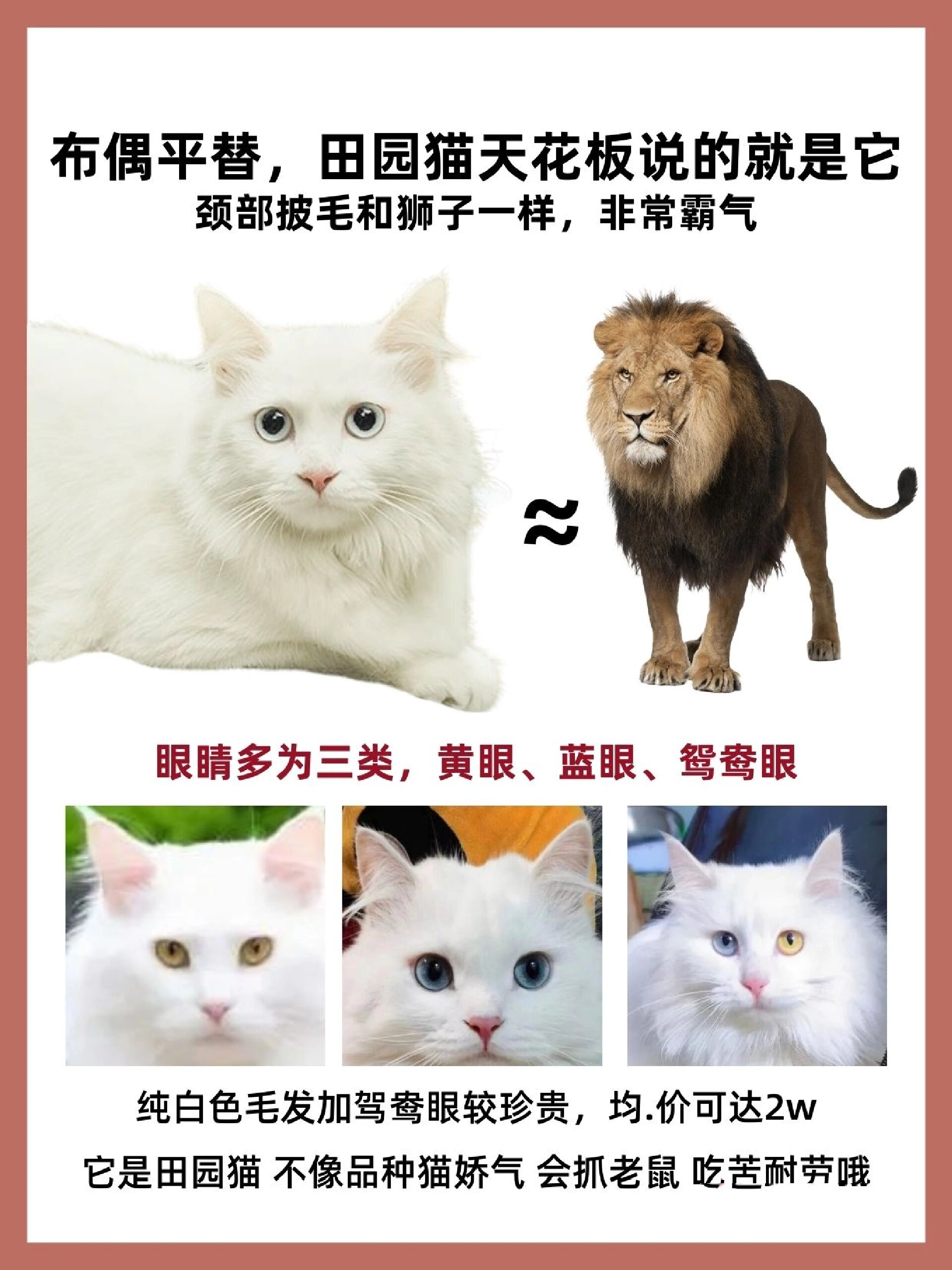 山东狮子猫,中华本土猫中的颜值科代表