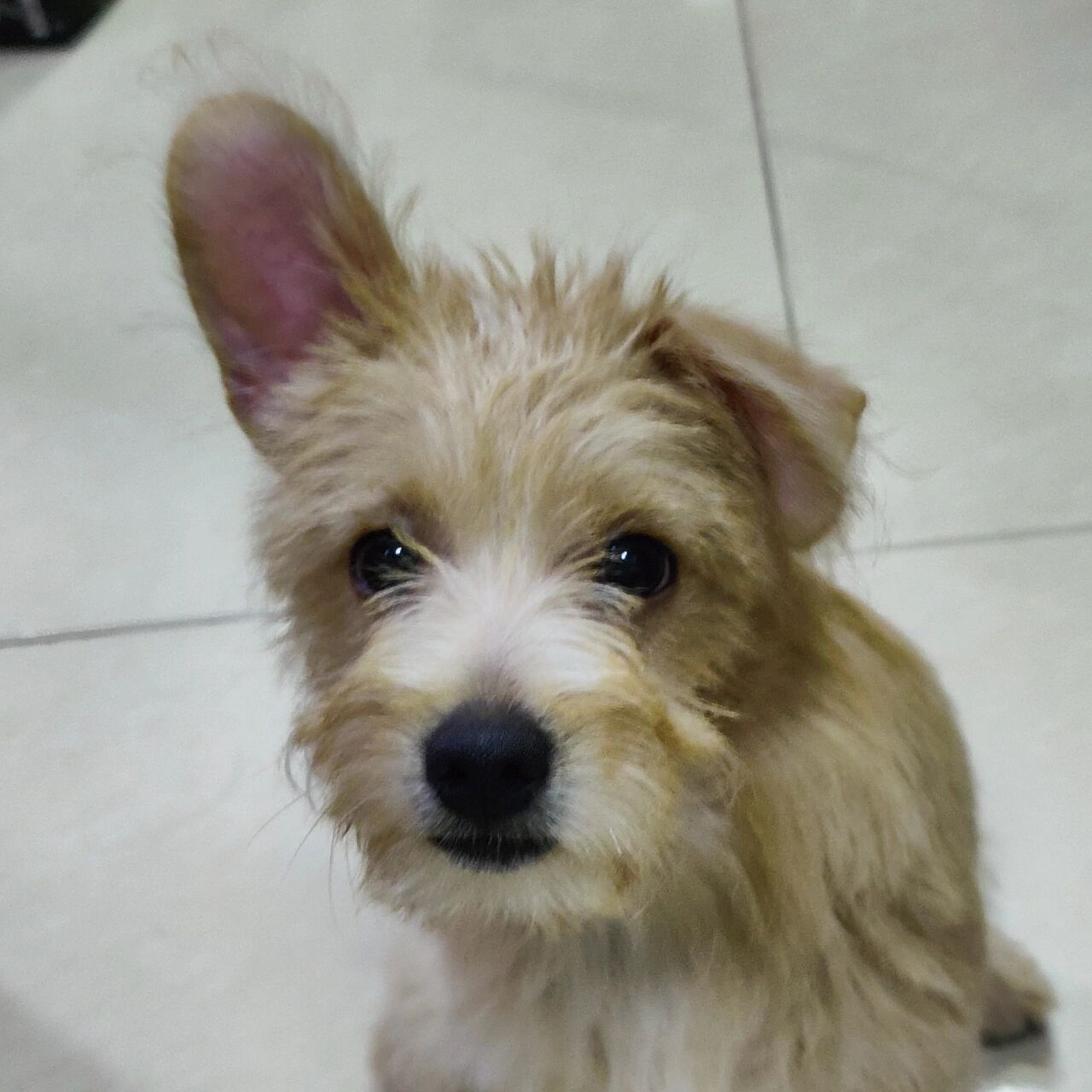 过两天又垂下去 梗犬串串,领养来是垂耳,后来变成山羊一样的平行耳朵