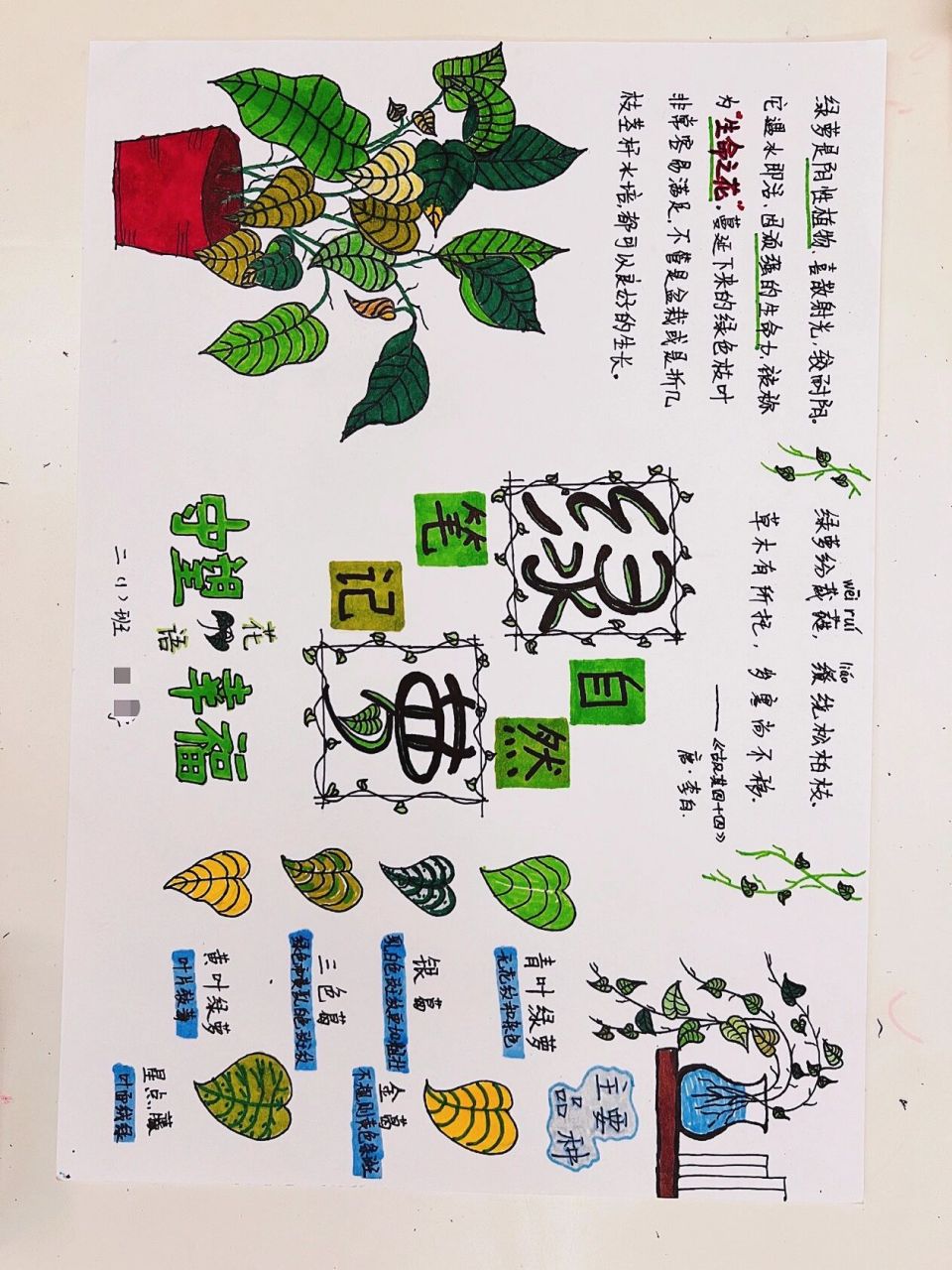 绿萝的植物记录卡图片