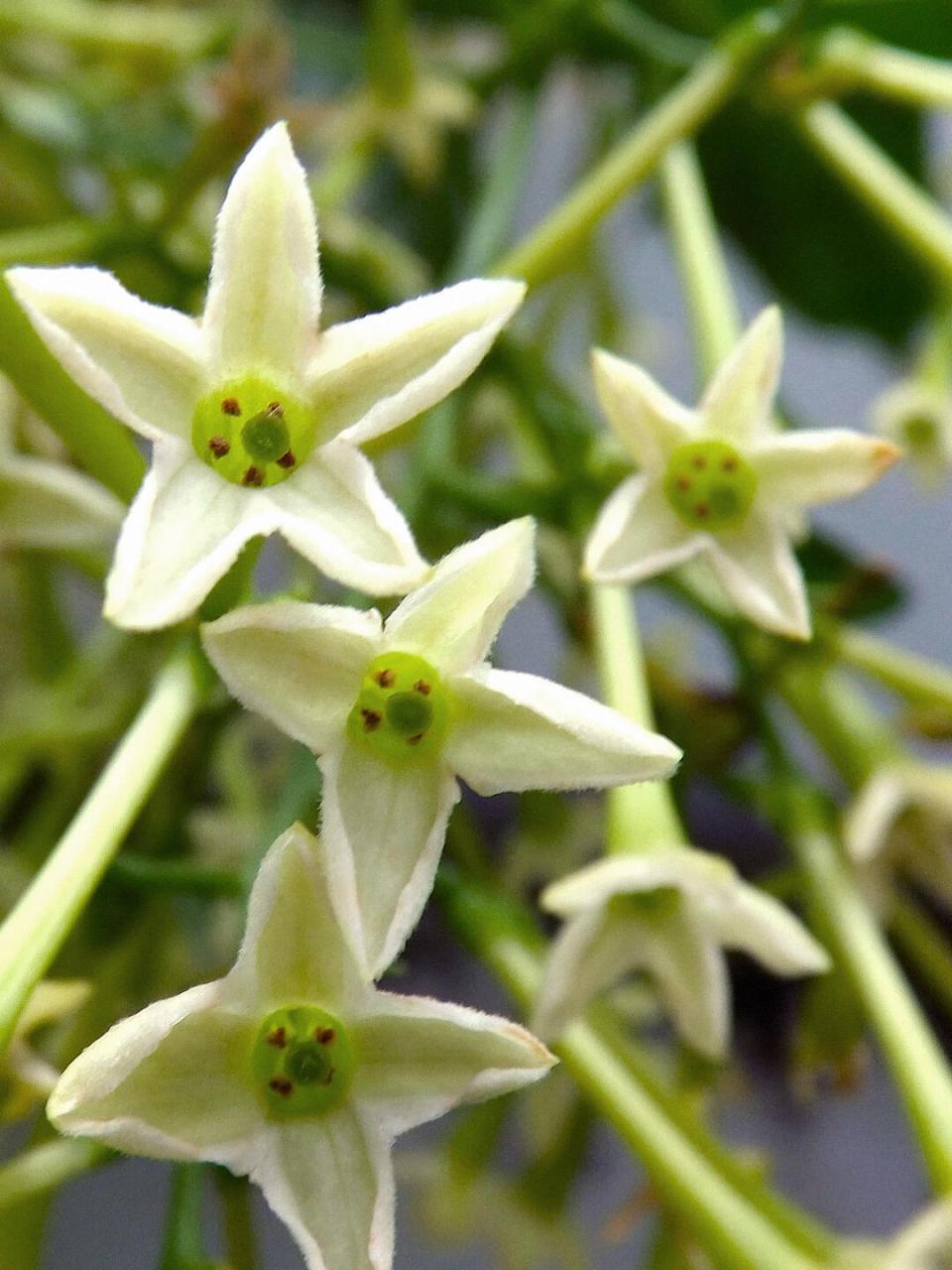 每天一种花草养护知识 | 夜香树(夜来香) 名:夜香树/cestrum