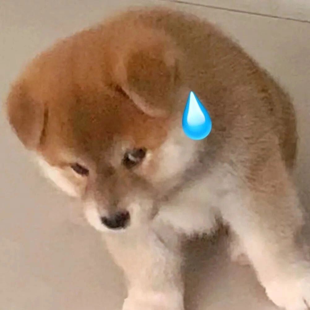 柴犬表情包第47期!猛狗哭泣!